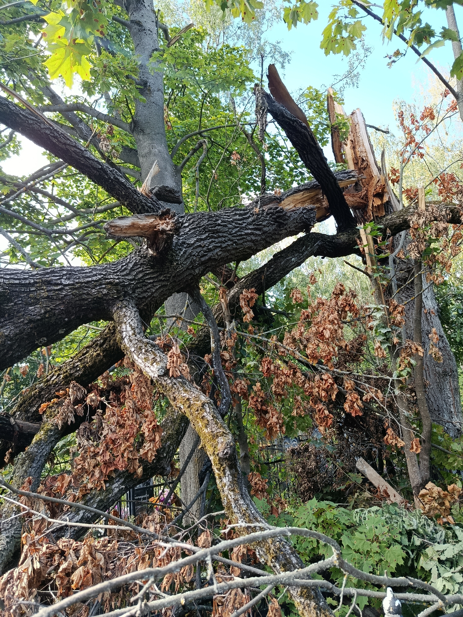 The image depicts a large tree that has been severely damaged, with a significant portion of its trunk and branches broken and fallen. The damage appears to be caused by a natural event, possibly a storm, given the splintered wood and displaced branches. The tree is situated in an outdoor environment with other trees and foliage surrounding it, some of which appear dried and dead, while others are still green and leafy, suggesting a change in season or continued impact from the event. The scene is characterized by a large amount of debris from the broken tree. In the background, a dark metal fence can be partially seen, and further beyond that, there is an indication of a built environment or possibly a cemetery, given the presence of what appears to be a gravestone with Cyrillic inscriptions. The sky above is visible and appears to be a clear, light blue, suggesting daylight conditions. The overall impression is one of natural destruction and the aftermath of a significant event affecting the arboreal landscape. The location is identified as Mahilyow, Belarus.