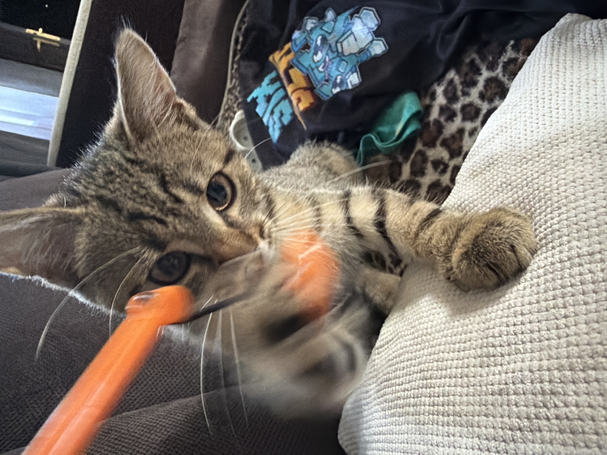 An orange toy is blurred in motion as a tabby kitten playfully bats at it. The kitten's head is tilted, with its eyes focused on the toy. Its body is partially obscured by the toy's movement, but its front paw is clearly visible, extended towards the toy. The kitten is on a light-colored textured surface, possibly a cushion or blanket. In the background, a dark fabric with a leopard print is visible, along with a black shirt featuring blue and yellow graphics. The scene appears to be indoors.