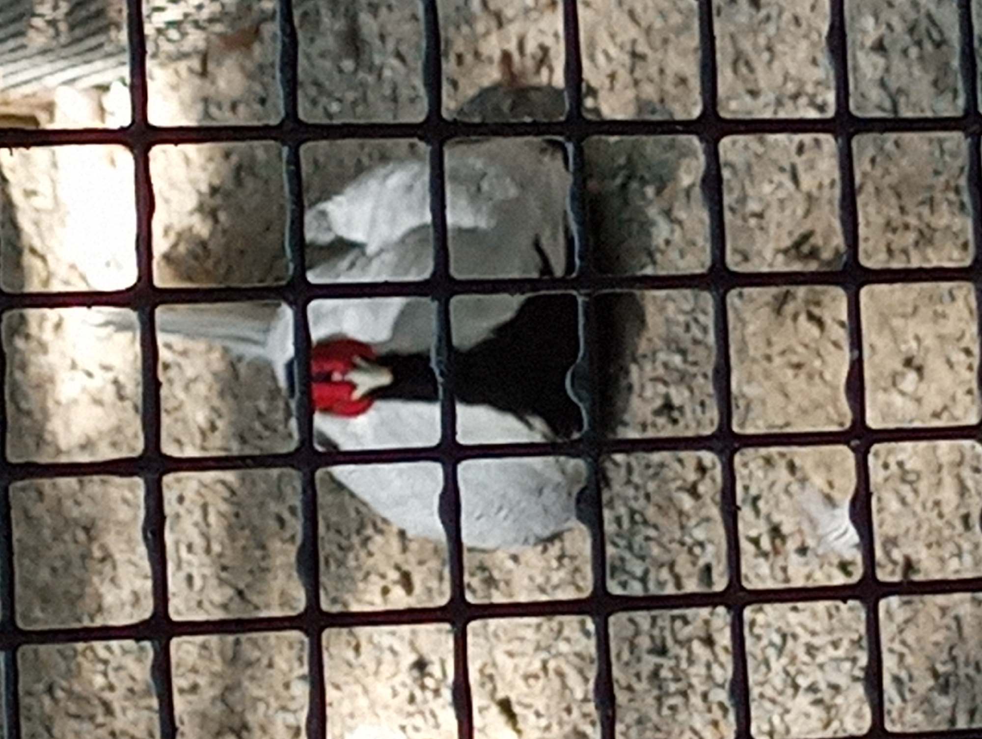 An adult, white fowl with a red head and black chest is lying down behind a wire fence in an outdoor enclosure. The ground is covered in light-colored gravel. The enclosure is surrounded by a wire mesh fence. The image was taken in Almaty, Kazakhstan, specifically at the Almaty Zoo.