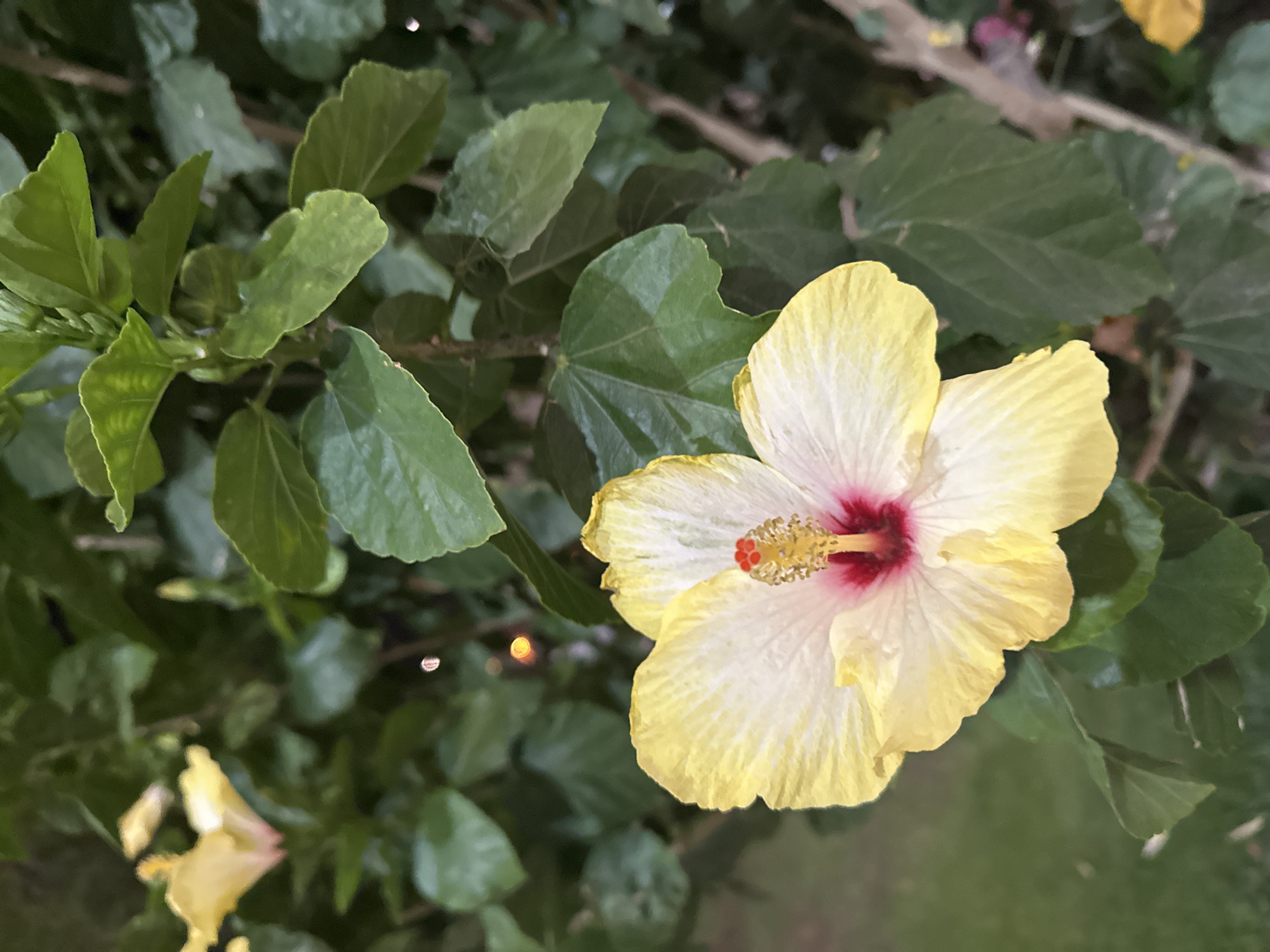 An extreme close-up shot captures a single, vibrant yellow hibiscus flower with a dark pinkish-red center, centered in the foreground. The flower's petals are delicate and slightly ruffled, with visible veins. A yellow stamen protrudes from the center, tipped with small red dots. The background is a blur of lush green leaves and foliage, suggesting a garden or park setting. In the upper left and right corners, out-of-focus glimpses of other yellow hibiscus flowers can be seen. Scattered throughout the background are soft, bokeh-like lights, hinting at a twilight or evening scene. This image does not contain any information about the city of Haifa, Israel.