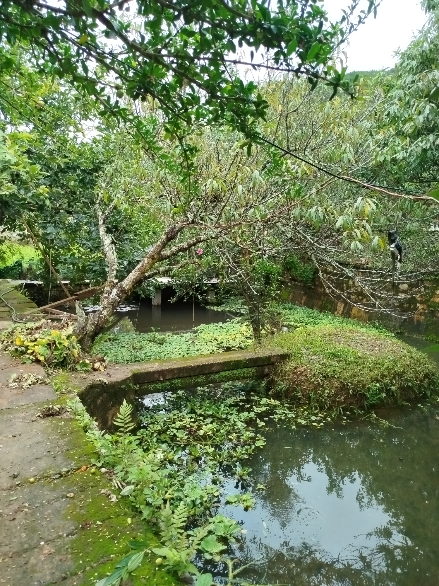 The image depicts a tranquil scene within a garden in Da Lat, Vietnam. The foreground features a pathway made of moss-covered stone slabs leading to a pond. Lush green vegetation, including ferns and aquatic plants, thrives around the pond's edge and in its water. A small, rough stone bridge spans a section of the pond, covered in moss and greenery. On the left, a cluster of broad-leafed plants and fallen leaves rests near the pathway.
In the mid-ground, a gnarled tree with a mossy trunk leans over the pond. Its branches are adorned with leaves, and a single pink flower is visible. Beyond the tree, the pond continues, with lily pads dotting its surface. The background is dominated by dense foliage and trees, creating a verdant and somewhat wild atmosphere. A stone wall can be seen in the distance, partially obscured by vegetation.
High up in the branches of a tree on the right side of the image, a black and white monkey is perched, its body dangling downwards. The overall impression is one of a natural, slightly overgrown garden setting, typical of the cooler, misty climate of Da Lat.