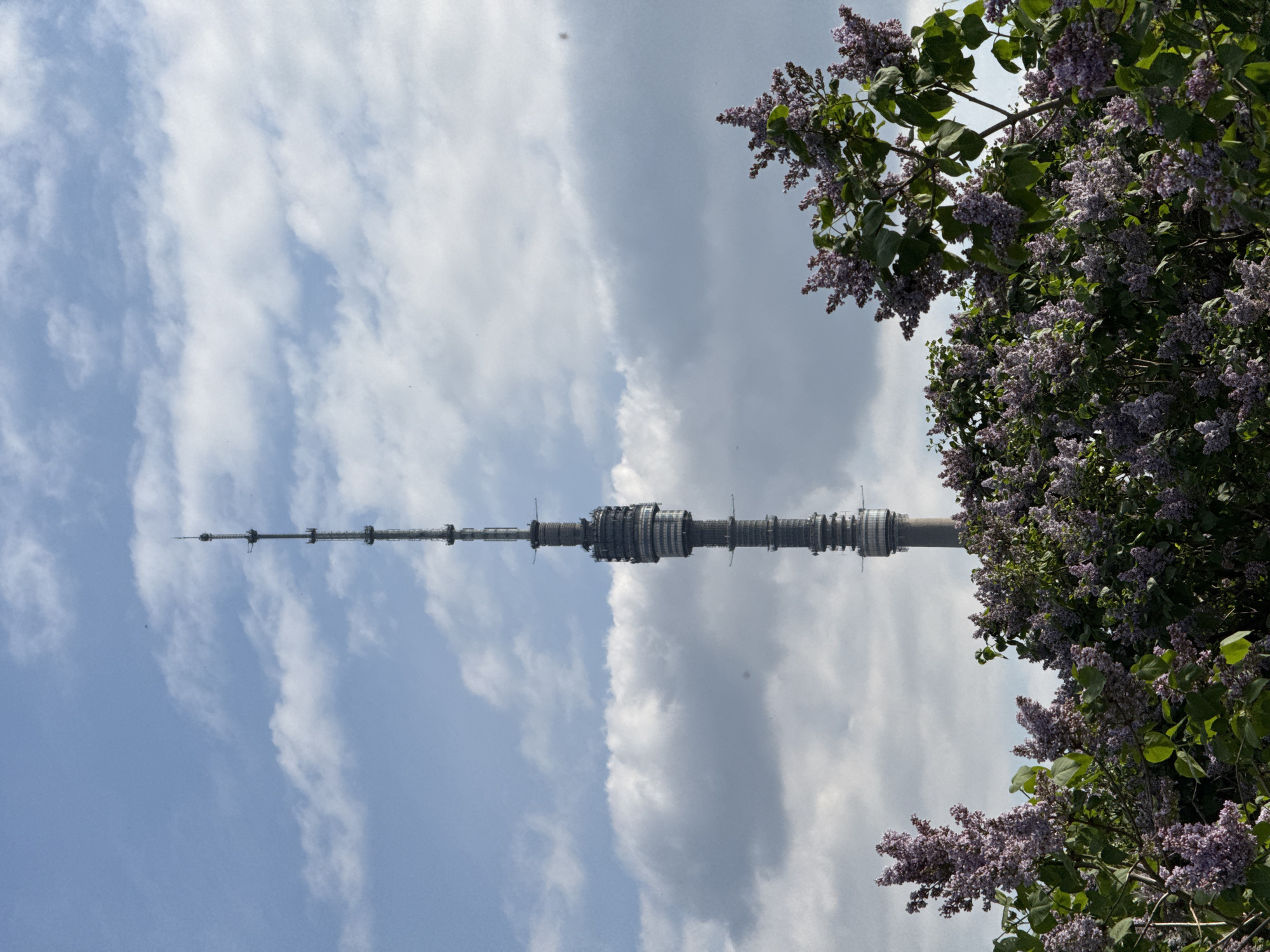The image shows the Ostankino Tower in Moscow, Russia, partially obscured by lilac bushes. The tower is a tall, thin structure made of steel and concrete. It rises into the sky and is surrounded by clouds. The lilac bushes are in full bloom, with purple flowers covering the branches. The sky is blue with white clouds.