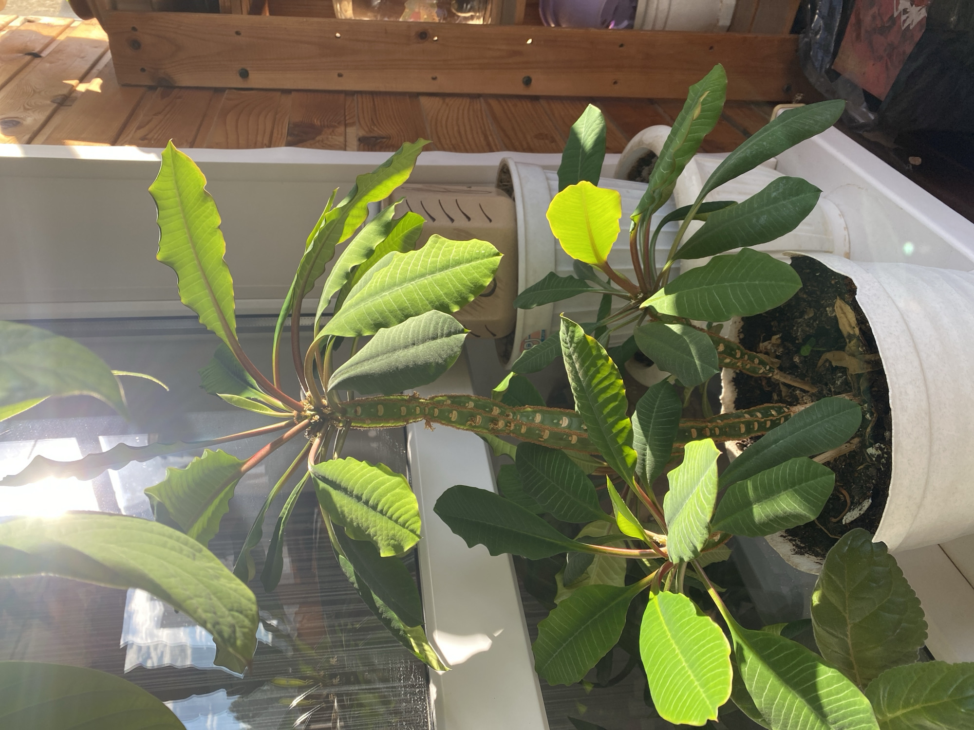 A close-up, eye-level, outdoor shot shows a potted plant, likely a Euphorbia leuconeura, sitting on a windowsill. The plant has long, green, ovate leaves with serrated edges and prominent veins. The stem is a mottled green and brown, with small nodes where the leaves emerge. The plant is in a white plastic pot with visible soil. Sunlight streams in from the left, illuminating the leaves and creating shadows. Behind the plant, a window reflects the sky and trees. To the right, a wooden shelf unit is visible, with some items on it. The scene appears to be a residential setting, possibly in Novaya Usman', Russia, given the wooden construction and window style.