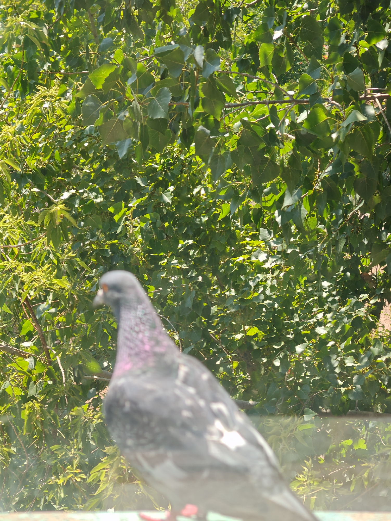 A pigeon, predominantly grey with iridescent purple and green markings on its neck and a white patch on its wing, is perched on a surface in the foreground. The pigeon is partially out of focus, with its head turned slightly to the left. Its eye is visible and orange. In the background, a dense canopy of green leaves and branches from a tree fills the frame. The lighting suggests it is daytime, with sunlight filtering through the leaves. The setting appears to be outdoors, possibly in an urban environment given the presence of a pigeon, though no specific city or landmarks are discernible.