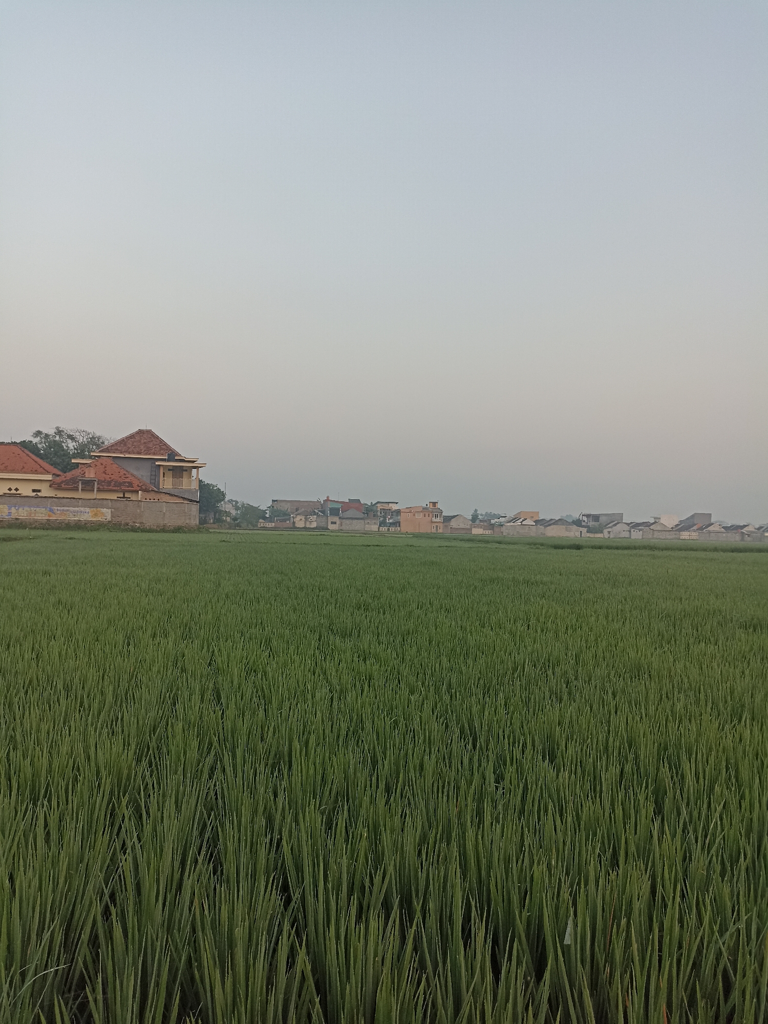 A low-angle, full outdoor shot captures a lush, green rice paddy field stretching towards a line of houses. The sky is a pale, washed-out gray, indicating either early morning or late afternoon light. The houses in the distance vary in design, with some having terracotta-tiled roofs and light-colored walls. One prominent house on the left side of the frame has multiple levels and a prominent balcony. The rice stalks are tall and densely packed, creating a textured expanse of green that occupies the majority of the foreground and mid-ground. The scene is devoid of any people or animals, presenting a serene and quiet landscape in the rural outskirts of Sumberejo, Indonesia.