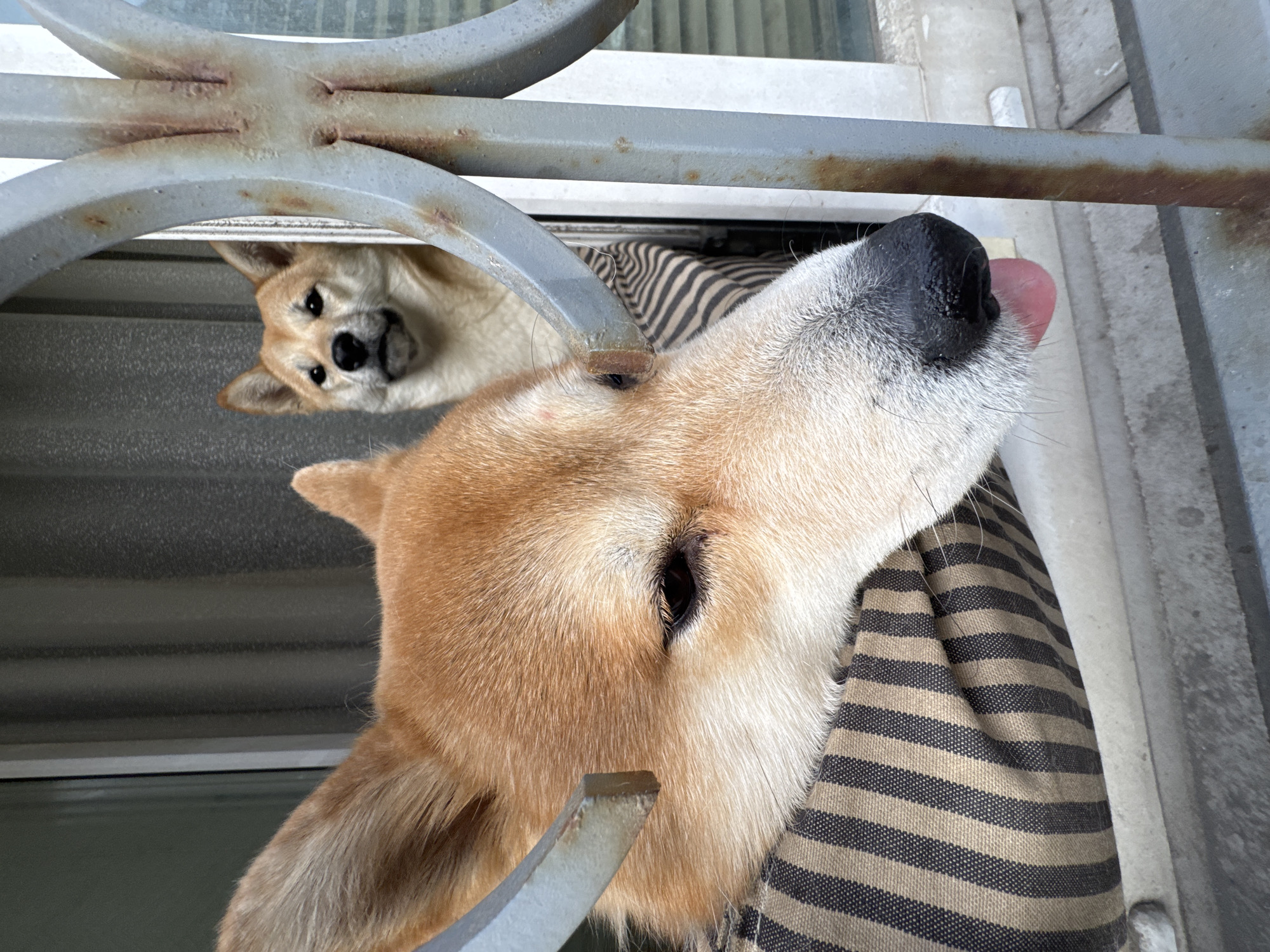 Two Shiba Inu dogs are seen behind a metal security gate. One dog is in the foreground, its head tilted upward with its tongue slightly out, and the other is in the background, looking forward. The foreground dog appears to be resting its head on a brown and black striped cloth or cushion. The metal gate is grey and shows signs of rust. The location is unknown and there is no indication of Moscow, Russia.