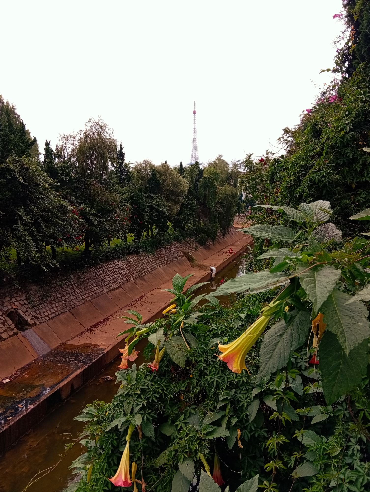 The image depicts a concrete canal in Da Lat, Vietnam, flanked by stone walls and lush vegetation. In the foreground, large, trumpet-shaped flowers in shades of yellow and pink hang from vines. The canal, with its reddish-brown concrete and some debris in the water, appears to be a drainage channel. On the far side of the canal, trees and foliage create a dense green barrier, with a television tower visible in the distance beyond the trees. A person in white clothing is seen walking along the canal's edge. The sky is overcast.