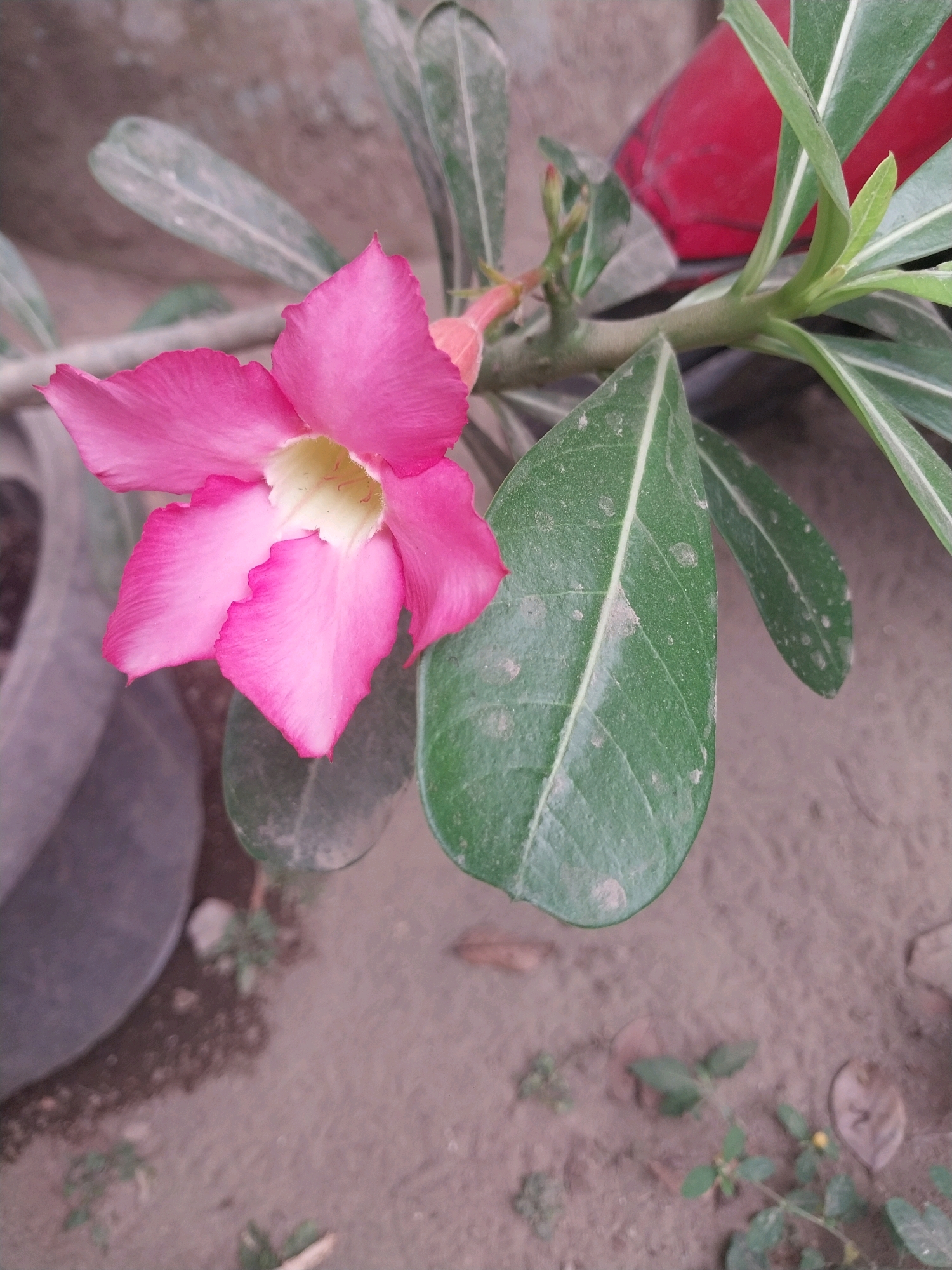 The image is a close-up shot of a single pink desert rose flower in bloom, positioned centrally in the frame. The flower has five delicate, ruffled petals with a lighter, almost yellow-white center. Behind the bloom, several green, lance-shaped leaves with prominent white veins are visible. The leaves appear slightly dusty. A portion of a reddish-pink object, possibly another part of the plant or a nearby container, is visible in the upper right background. The ground beneath the plant is a muted brown, appearing to be soil with scattered debris and small, sparse green shoots. The overall lighting is soft, suggesting an outdoor setting, likely in a garden or natural environment. The image is not of a specific location in the city of Nglegok, Indonesia, but rather a general close-up of a flowering plant.