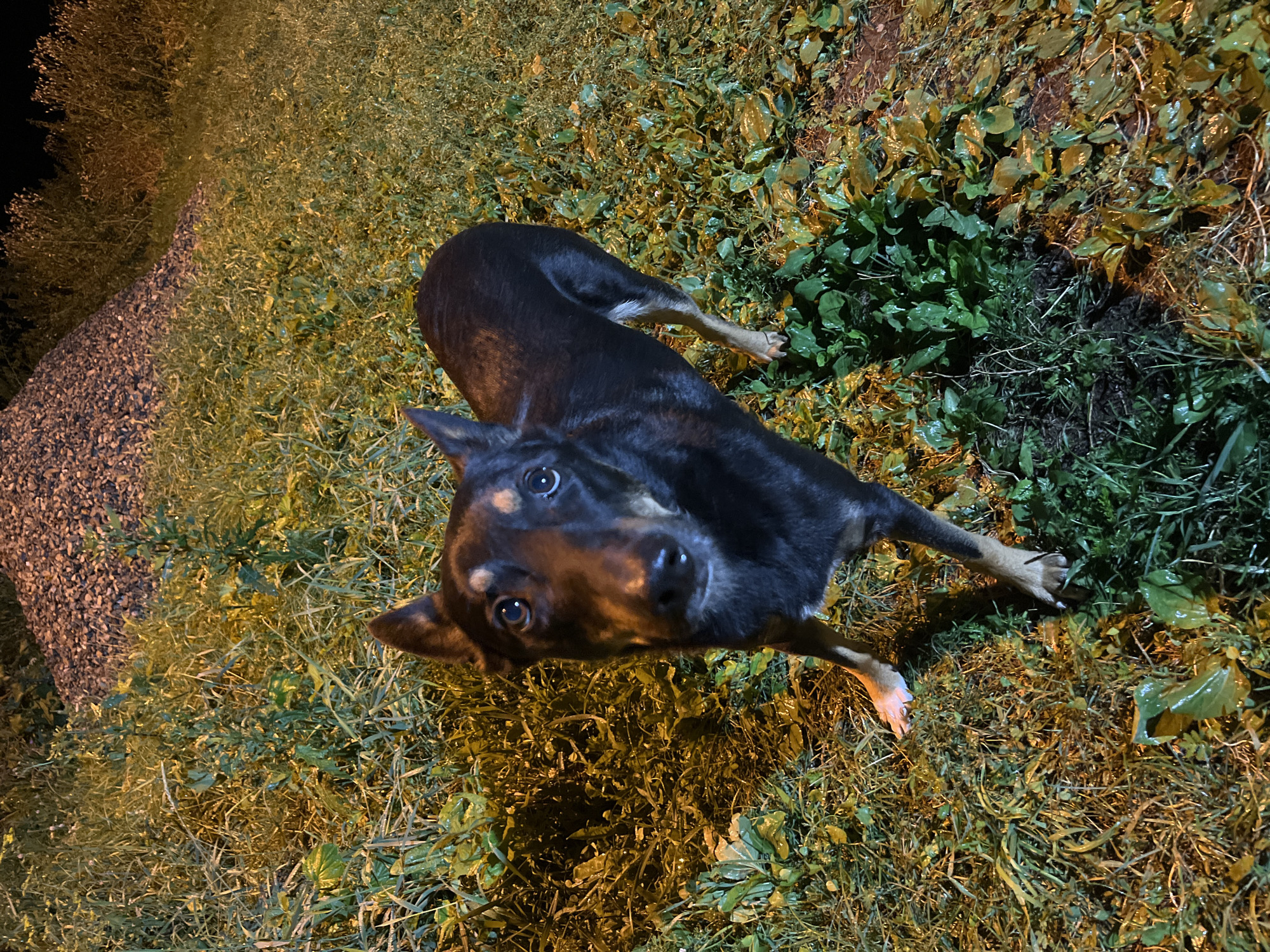 A medium-sized black and tan dog stands in a grassy area at night. The dog is facing the camera with its head tilted slightly. Its fur is dark with tan markings on its face, chest, and legs. The dog's eyes are wide and appear to be reflecting light. The background consists of dense grass and some gravel. Artificial lighting illuminates the scene, casting shadows and highlighting the wetness of the grass. The overall impression is of a curious or alert dog in an outdoor, undeveloped area.