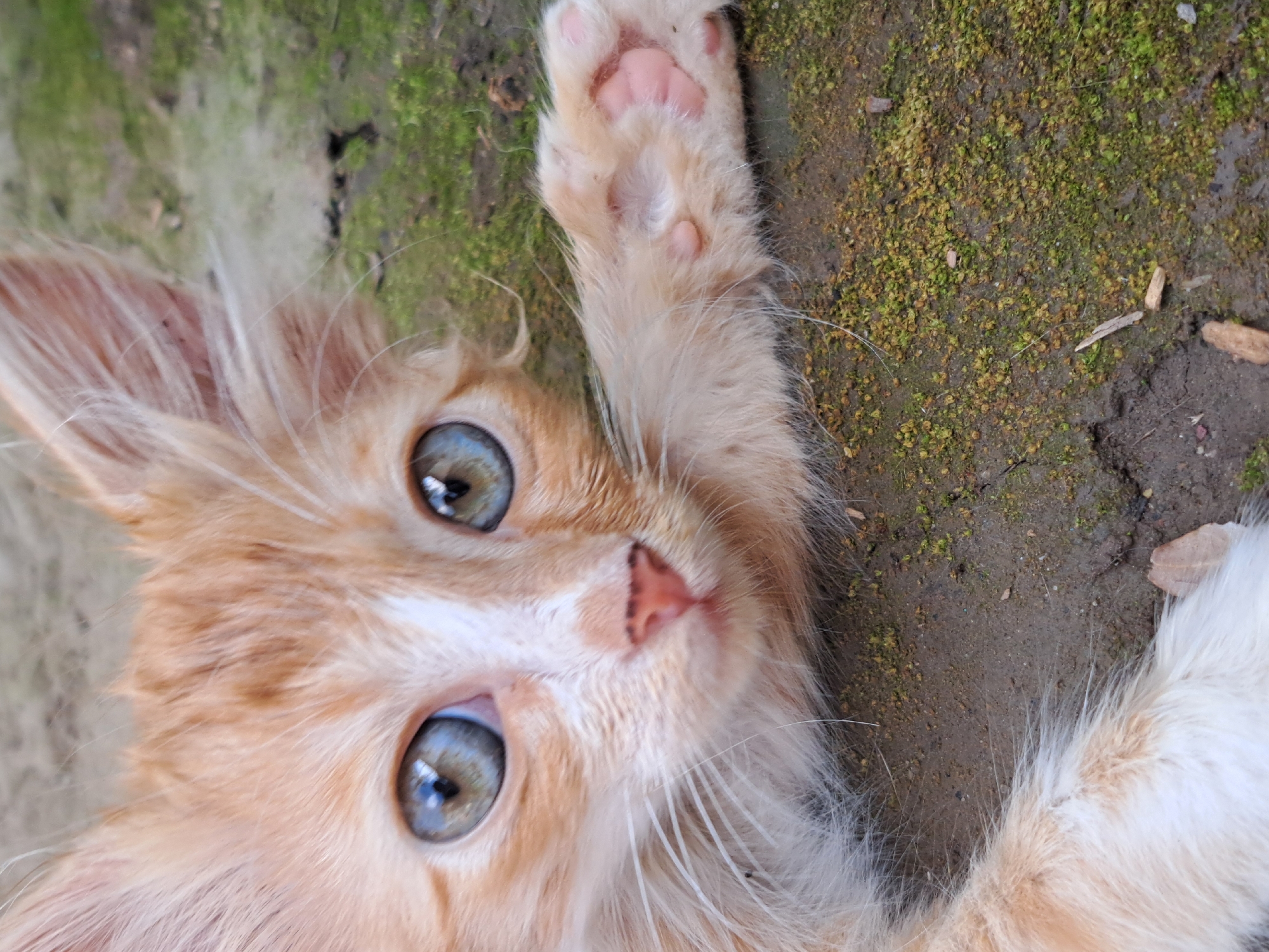 An outdoor, close-up, eye-level shot captures an orange and white kitten lying on the ground, looking directly at the camera. The kitten has large, striking blue eyes and a small pink nose. Its right paw is extended forward, revealing pink toe beans and white fur. The ground beneath the kitten is a mixture of dirt and patches of green moss. The background is out of focus, with hints of more mossy ground. The overall impression is one of innocence and vulnerability. This scene is not located in Vypasne, Ukraine, as no specific location details are present in the image.