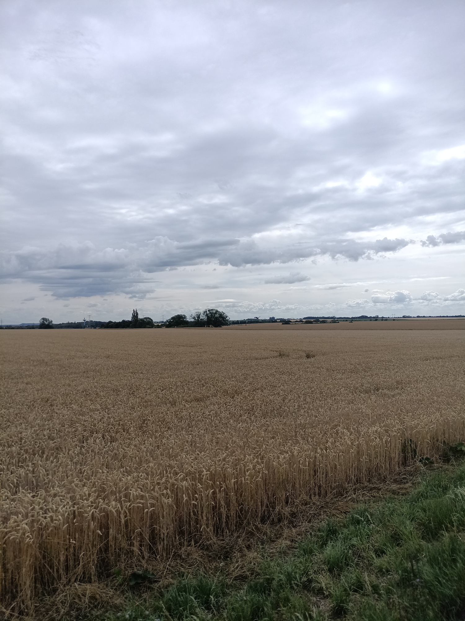 The image depicts a vast, golden field of ripe wheat under a cloudy sky. The wheat stalks stand tall, their heads a rich brown, creating a textured expanse that dominates the lower two-thirds of the frame. A thin strip of green grass and some dry stalks runs along the bottom right edge of the field. In the distance, a treeline stretches across the horizon, interspersed with a few man-made structures, including what appear to be industrial silos or grain elevators, and possibly some power lines and pylons. The sky is filled with an array of grey clouds, ranging from light and wispy to darker, more substantial formations, suggesting an overcast or approaching stormy weather. The overall mood is one of rural tranquility, with a hint of the changing seasons suggested by the ripe wheat. The lighting is diffused, indicating it is likely daytime, possibly late afternoon or early morning before the sun fully breaks through, or a generally overcast day. The location is identified as Dřevčice, Czechia. No people or explicit events are visible; the image focuses on the natural landscape and the agricultural setting.