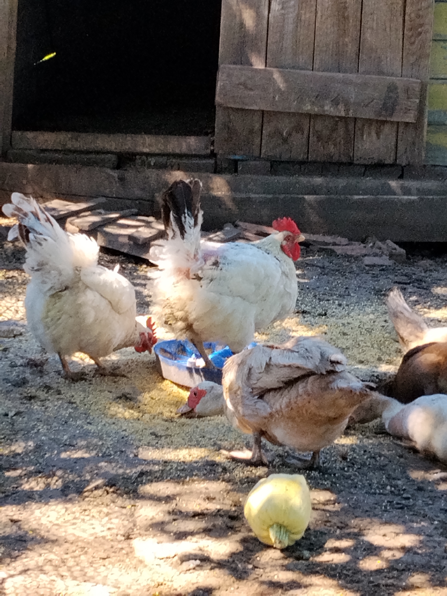 In Ustyvytsia, Ukraine, this image depicts a group of chickens and a duck gathered around a blue feeding dish filled with grain. The fowl are situated on a dirt ground covered with scattered feed, likely in a farmyard setting. In the background, a rustic wooden structure, possibly a shed or coop, stands partially open, revealing a dark interior. A small, light-colored squash rests on the ground in the foreground. The scene is illuminated by natural sunlight, casting shadows across the ground.