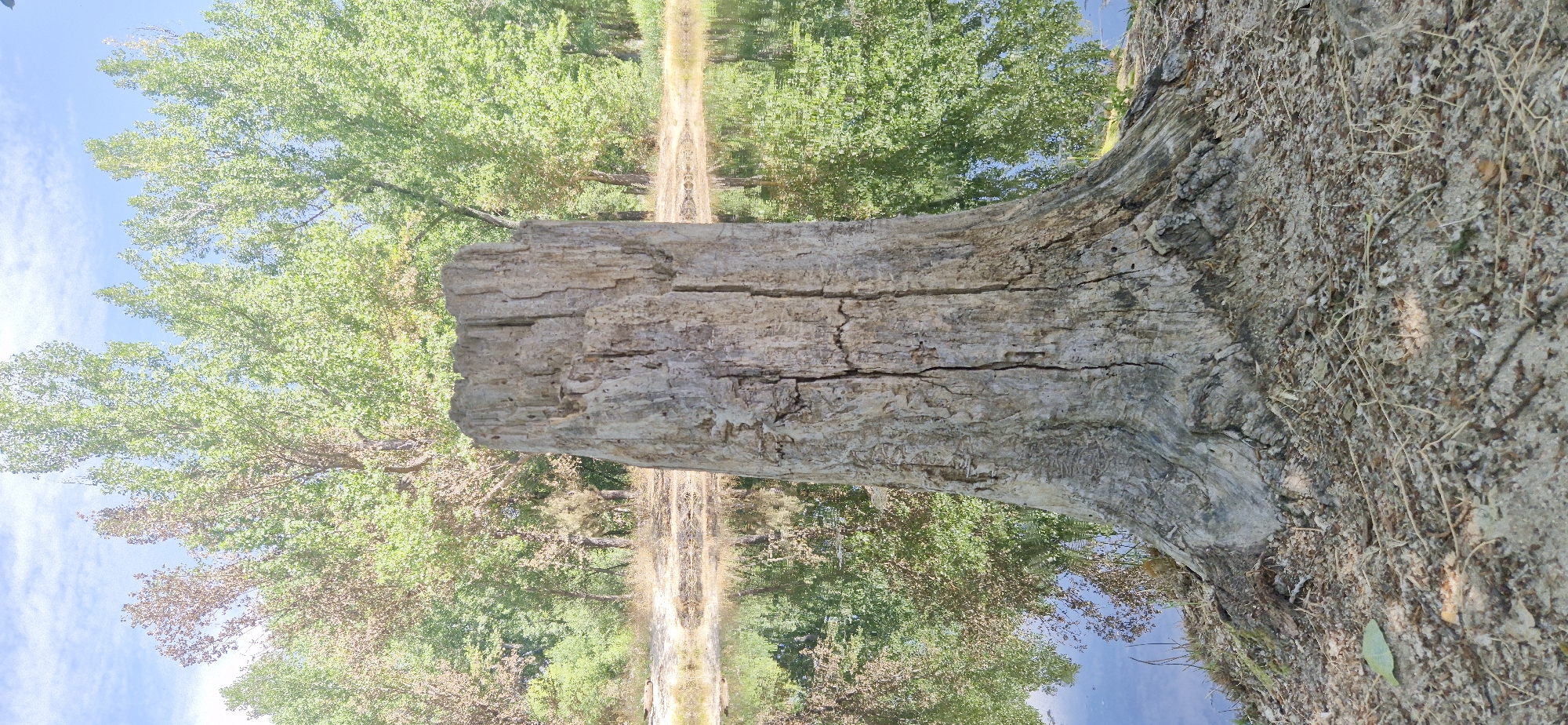 In an outdoor setting, likely a park or natural area, a large, weathered tree stump stands prominently in the foreground. The stump is rough and textured, showing signs of age and decay with deep vertical cracks. It is situated on sandy, dry ground covered with small twigs and dried leaves.
Behind the stump, a calm body of water reflects the surrounding environment. The water's surface is smooth, mirroring the lush green trees and the blue sky with scattered white clouds that form the background. The trees are a mix of vibrant green foliage, with some appearing slightly drier or browner, suggesting the season. The overall impression is one of natural tranquility, with the old stump serving as a focal point against the backdrop of a healthy ecosystem. The location is described as "Unknown, Unknown" within a city.