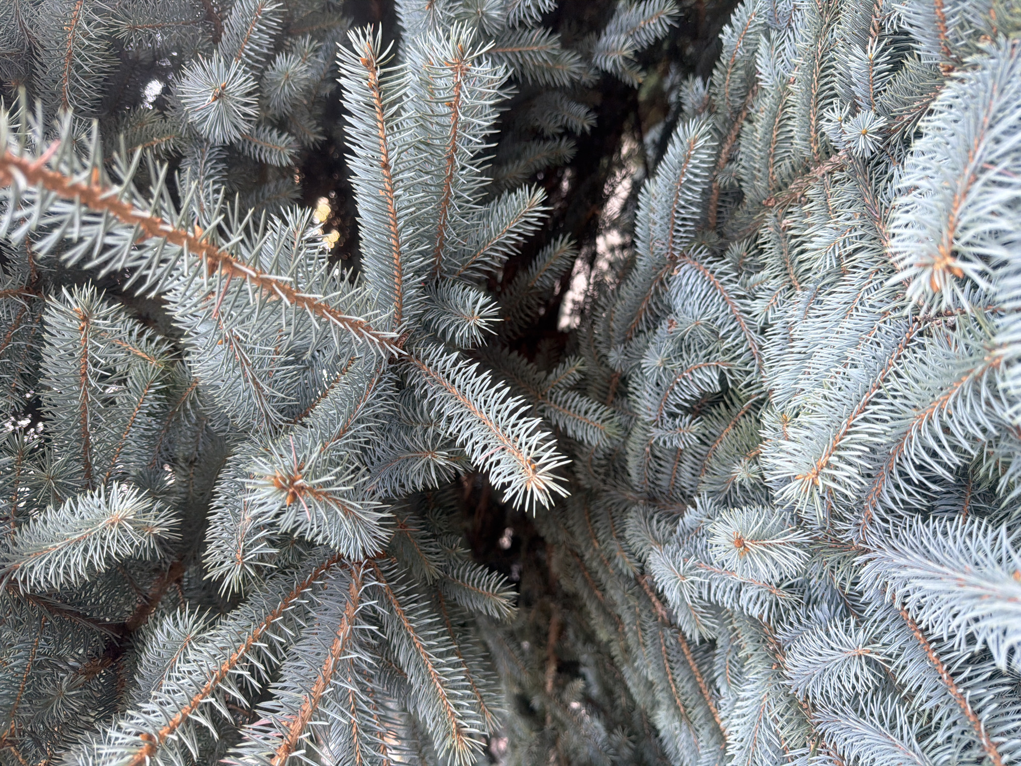 The image is a close-up, detailed view of the branches and needles of a blue spruce tree. The needles are dense and have a silvery-blue hue, characteristic of the species. The branches are covered in these needles, creating a textured and layered effect. The lighting suggests it is daytime, with some dappled sunlight filtering through the needles, creating subtle highlights and shadows. The background is dark and out of focus, emphasizing the subject matter. There are no people, animals, or man-made objects visible in the image. The image appears to be taken in an outdoor environment, likely a park or garden. There is no information in the image that would allow for identification of a specific location in Kaliningrad, Russia.