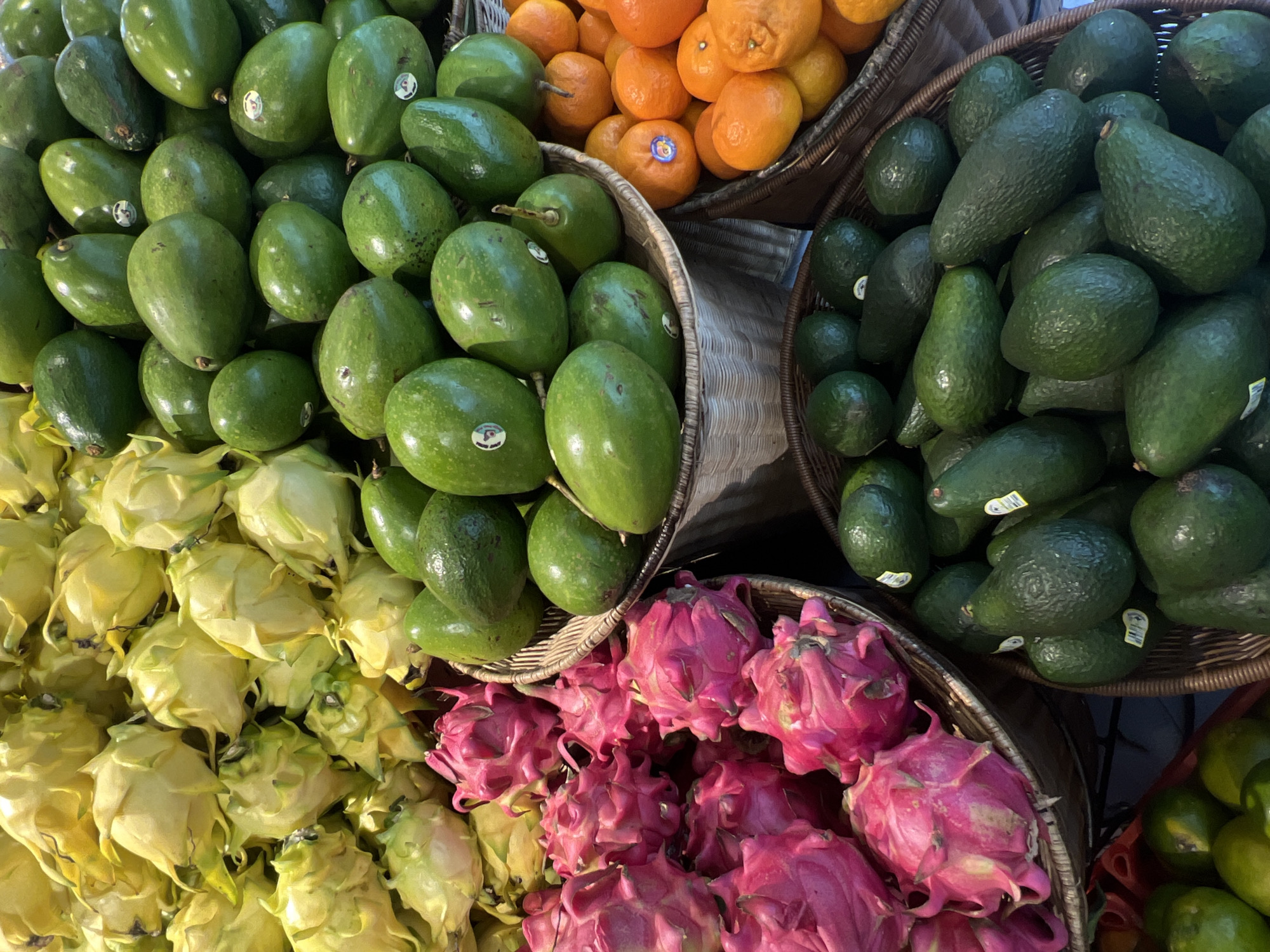 This image captures a vibrant display of fresh tropical fruits, likely at a market stall or produce section in North Kuta, Indonesia. The scene is brightly lit, suggesting daytime.
The image features several varieties of fruits arranged in and around woven baskets. In the upper left and upper right sections, two distinct types of avocados are displayed. The basket on the upper left contains smooth, light green avocados, many of which have small white stickers, some with numbers or logos. The basket on the upper right holds a variety of darker green avocados, characterized by a slightly bumpy texture, also bearing small white stickers.
In the upper central area, a basket is filled with numerous small, bright orange citrus fruits, resembling mandarins or tangerines. One of these citrus fruits has a small blue sticker with white text or a logo.
The lower half of the image showcases large quantities of dragon fruit (pitaya). On the bottom left, a substantial pile of light yellow-green dragon fruit with prominent scales is visible. To its right, and below the darker avocados, is an equally large mound of vibrant pink and magenta dragon fruit, also identifiable by its distinctive scaly skin.
The fruits appear fresh and are neatly arranged in the rustic woven baskets. No people or specific location cues beyond the fruit display are visible.