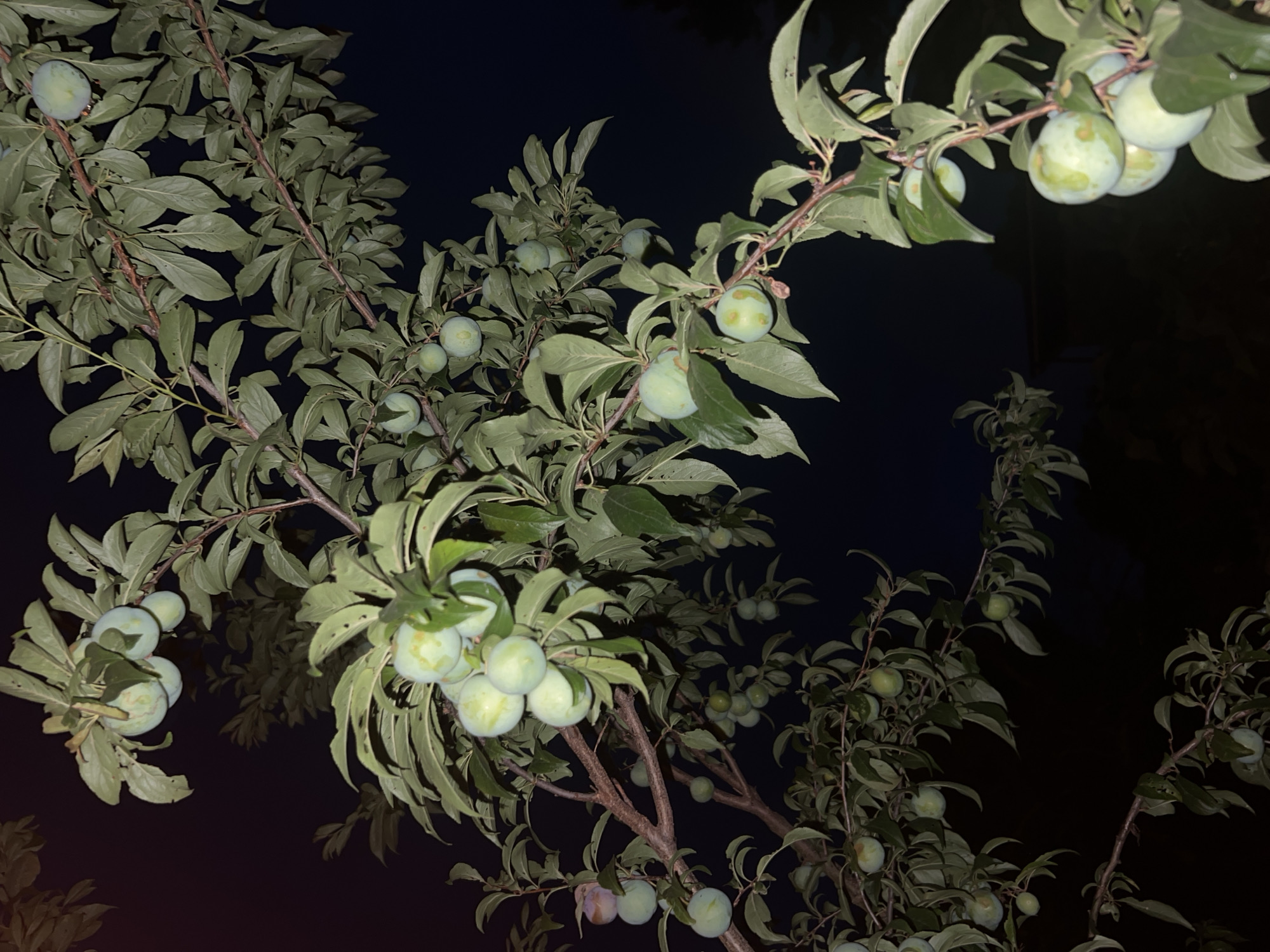 A dark, nighttime image shows a plum tree with unripe, green plums. The plums are clustered on branches with green leaves against a dark blue sky. The tree is located outdoors at night.