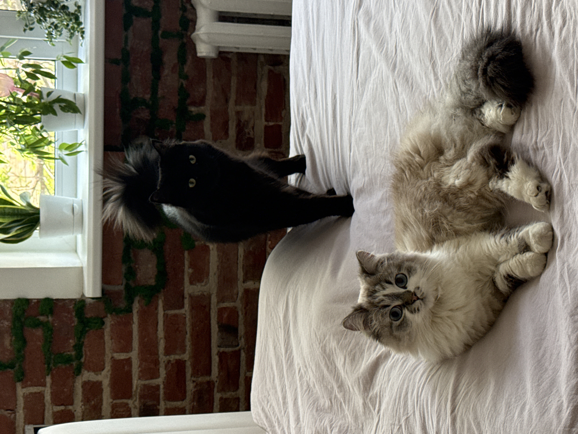 A black cat stands on a bed with a white duvet, while a fluffy white and grey cat lies prone on the bed. A brick wall is visible behind the cats, and a window with plants is to the left. Rostov-on-Don, Russia, is not apparent in the image.