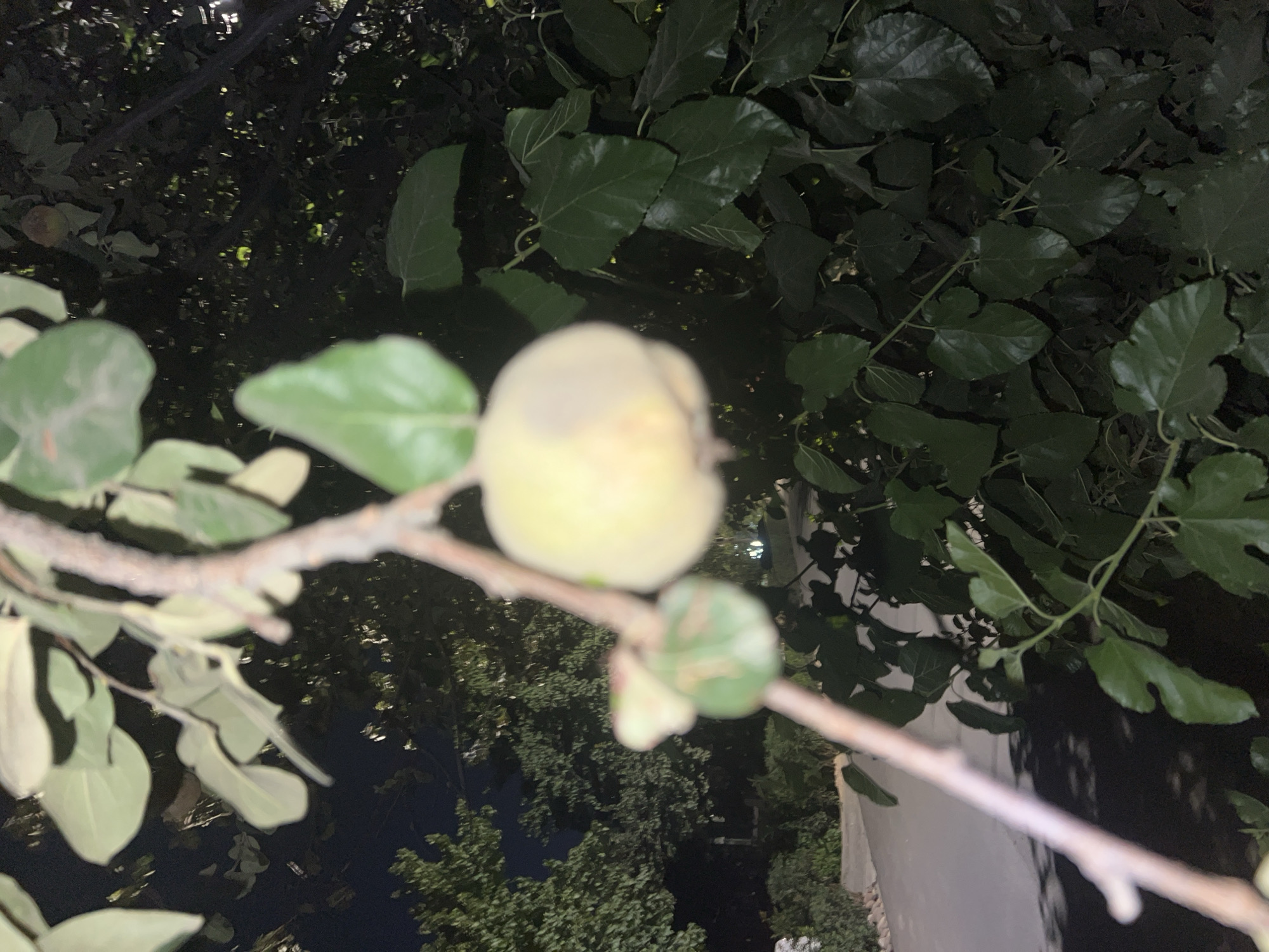 A close-up, low-light, outdoor shot captures a pale yellow, bruised fruit hanging from a branch. The fruit is out of focus, with a dark, discolored spot on its surface. The branch is thin and bare, with some green leaves partially visible. In the background, a dark tree with large, dark green leaves fills the frame. A blurry, paved area and some greenery are visible in the lower left corner, suggesting an outdoor setting at night. The lighting is dim and artificial, casting shadows and highlighting the fruit and leaves.