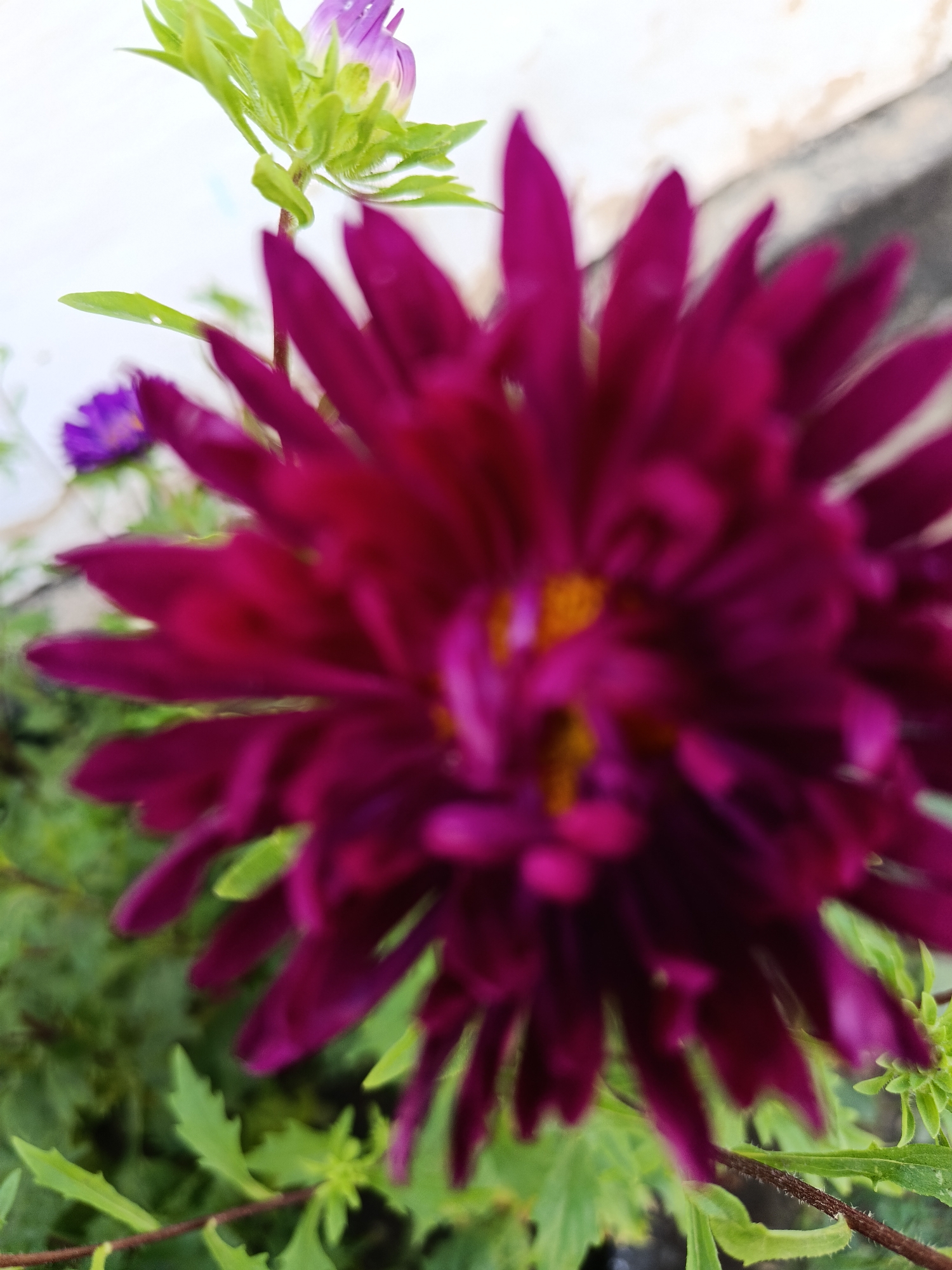 The image depicts a close-up, blurred view of a dark pink flower, possibly an aster, with its petals unfurling. The center of the flower appears to have a yellow hue. To the upper left, a smaller, less distinct purple flower is visible, along with green foliage. The background consists of a light-colored, textured surface, likely a wall. The scene is outdoors, suggesting a garden or natural setting. The location of Койлык, Kazakhstan, is not discernible from the visual information presented in the image.
