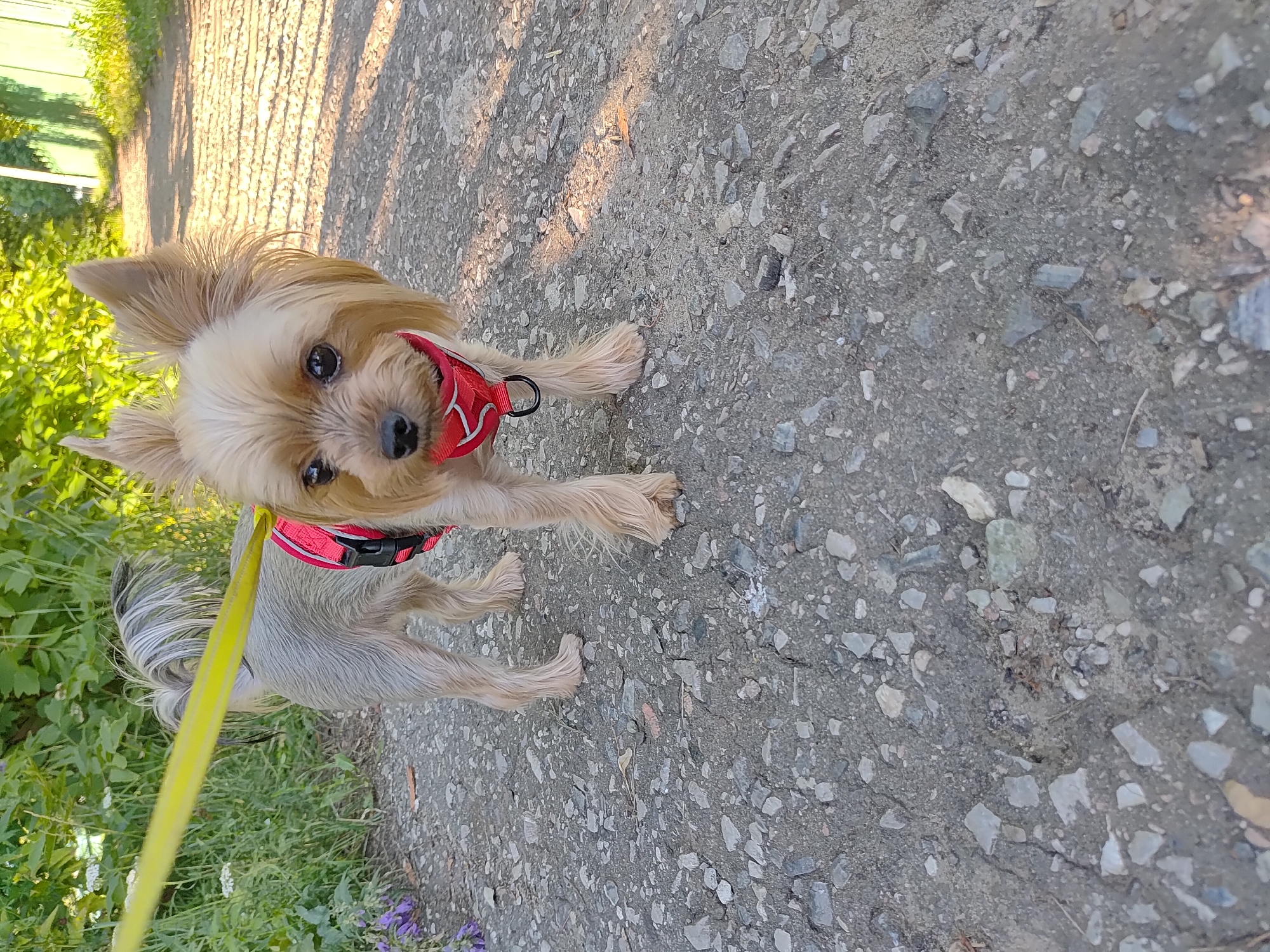 A Yorkshire Terrier dog, wearing a red harness, stands on a gravel path bordered by green foliage and small purple flowers. A yellow leash is attached to the harness and extends out of frame to the left. The dog is facing forward, looking towards the camera. The path appears to be a rural or suburban road. The image was taken in Saransk, Russia.