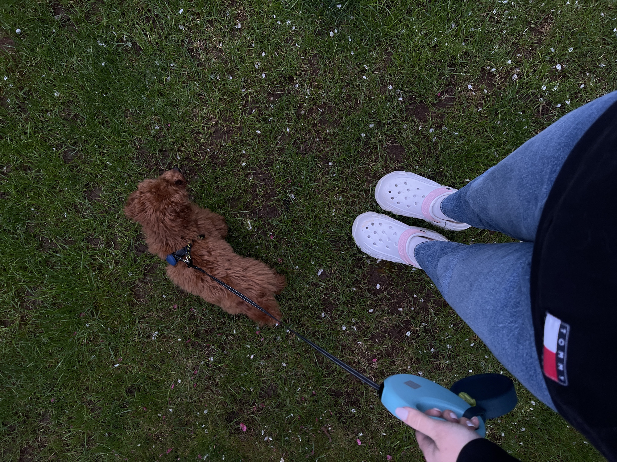 An overhead, slightly angled shot captures a person walking a small, fluffy dog on a grassy area, likely a park or garden in Sofia, Bulgaria. The dominant colors are the vibrant green of the grass and the reddish-brown fur of the dog.
The scene is viewed from the perspective of the person, showing their legs and right hand. They are wearing light blue jeans and white Crocs sandals with light pink straps. Their right hand holds a retractable dog leash, which is turquoise blue and black with a gray button. The leash extends to a small, reddish-brown dog with a fluffy coat, wearing a blue harness with some visible white text that appears to be "AVA". The dog is positioned to the left and slightly below the center of the frame, looking down at the grass.
The grass itself is lush green, with numerous small white and a few pink petals scattered across it, suggesting springtime and the shedding of blossoms. There are also visible patches of darker soil interspersed within the grass.
The person's upper body is partially visible on the right, wearing a black top or jacket that features a "TOMMY" logo alongside the iconic red, white, and blue Tommy Hilfiger flag emblem. The lighting appears soft, indicating an overcast day or early evening. The overall impression is a calm, everyday outdoor activity.
