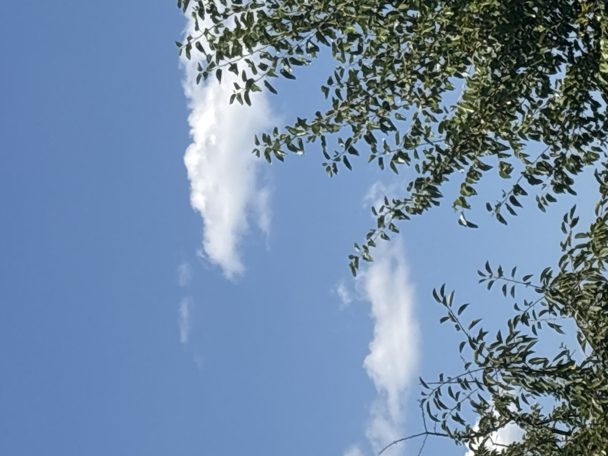 A low-angle shot captures a bright blue sky with a few scattered white clouds. Lush green foliage from trees fills the bottom and right portions of the frame, with branches extending upwards towards the sky. The image appears to have been taken on a clear day in Trudovets, Bulgaria. No people or specific actions are visible.