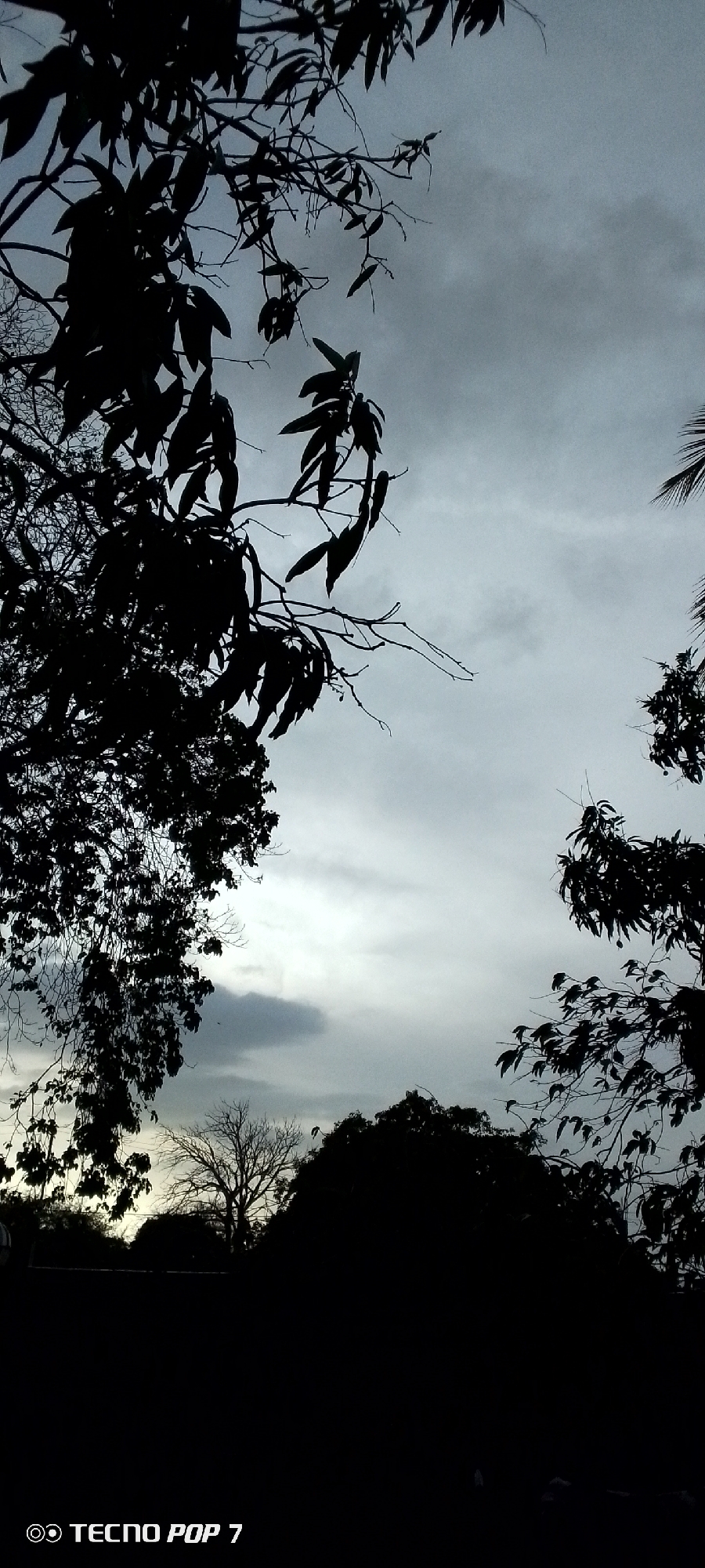 The image depicts a silhouette of trees against a cloudy sky. The scene is underexposed, obscuring details in the foreground. A bare tree stands out against the low horizon. A smartphone camera watermark "TECNO POP 7" is visible in the bottom left corner. The location is not discernible.