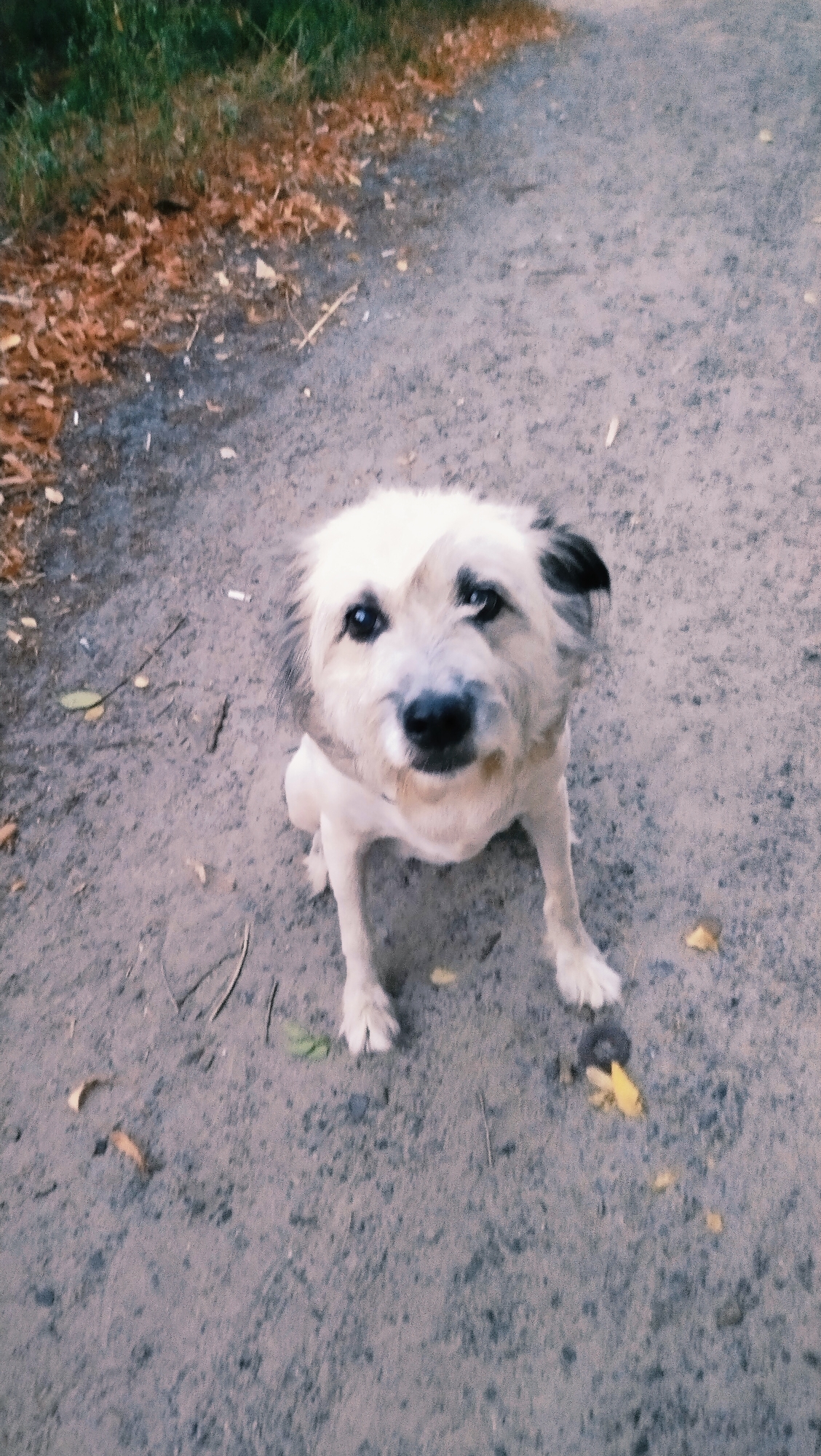 An upward-angle medium shot shows a small, scruffy white dog with dark markings around its eyes and ears sitting on a gravel path. The dog faces forward with its head tilted slightly and appears to be looking at the camera. To the left of the path, a grassy area with fallen brown leaves is visible. The ground is a mixture of dirt and small stones, with a few scattered leaves and twigs. The lighting suggests it may be daytime, possibly overcast, with a slight grainy quality to the image. The scene appears to be an outdoor path in a natural or park-like setting.