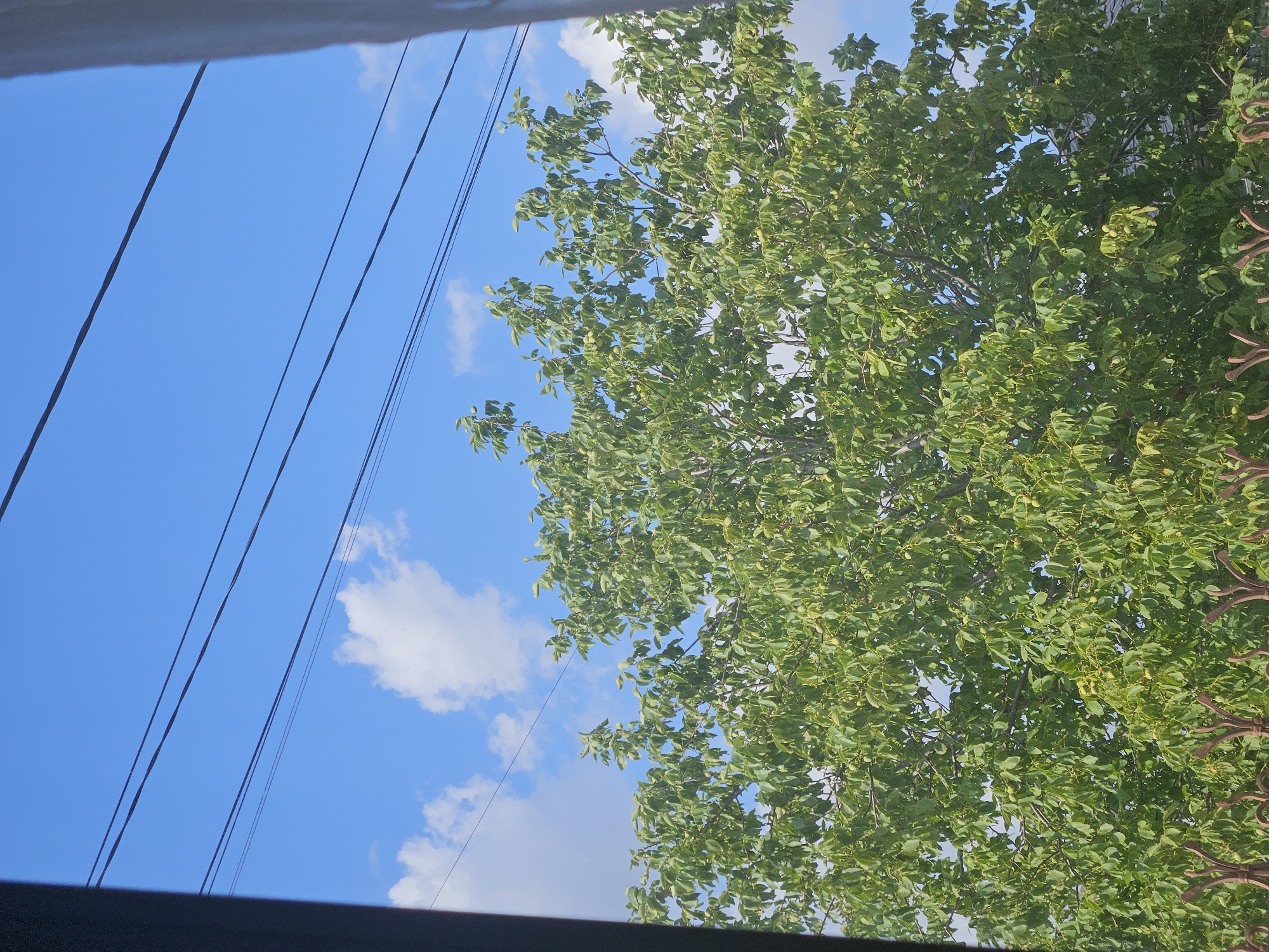 The image shows a view from a window looking out at a large, leafy green tree against a bright blue sky with scattered white clouds. Several dark power lines are strung horizontally across the upper portion of the frame. The lower part of the image reveals the top of a decorative, dark-colored metal fence. The scene appears to be a residential outdoor setting.