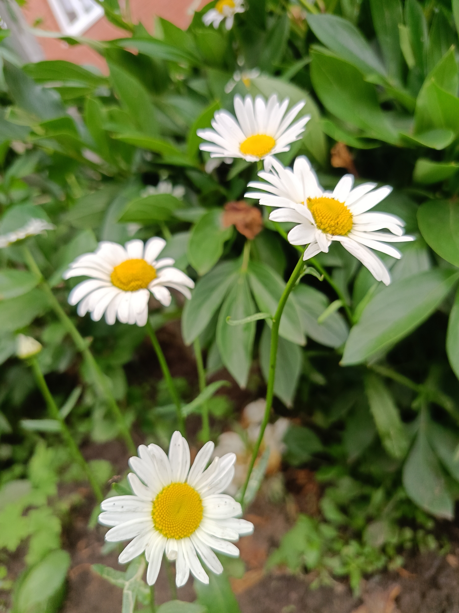 The image shows a close-up, slightly blurry view of several white daisies with yellow centers, surrounded by lush green foliage. The daisies are the primary subjects, with four prominently visible and one bud to the left. The flowers appear healthy and in bloom, with delicate white petals radiating from their bright yellow centers. The background consists of a dense arrangement of green leaves, suggesting a garden or natural setting. The lighting appears natural, indicating it could be daytime, and the overall mood is serene and natural, with a focus on the beauty of the flowers. There is no visible text in the image.