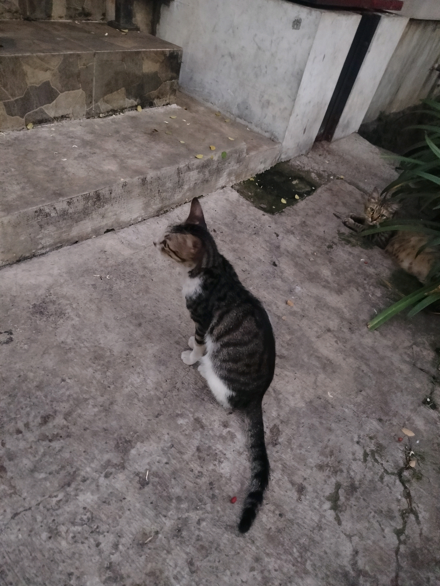 An outdoor shot captures a tabby and white cat sitting on a concrete surface. The cat faces to the right, looking upwards, with its tail curled around its body. In the background, another cat, also a tabby, is partially visible amidst foliage. To the left, a set of stone steps ascends, leading to a building. The environment appears to be a residential area, possibly a courtyard or alleyway, in East Jakarta, Indonesia. The concrete ground is aged and worn, with scattered leaves and debris. The overall lighting suggests it is either early morning or late afternoon.