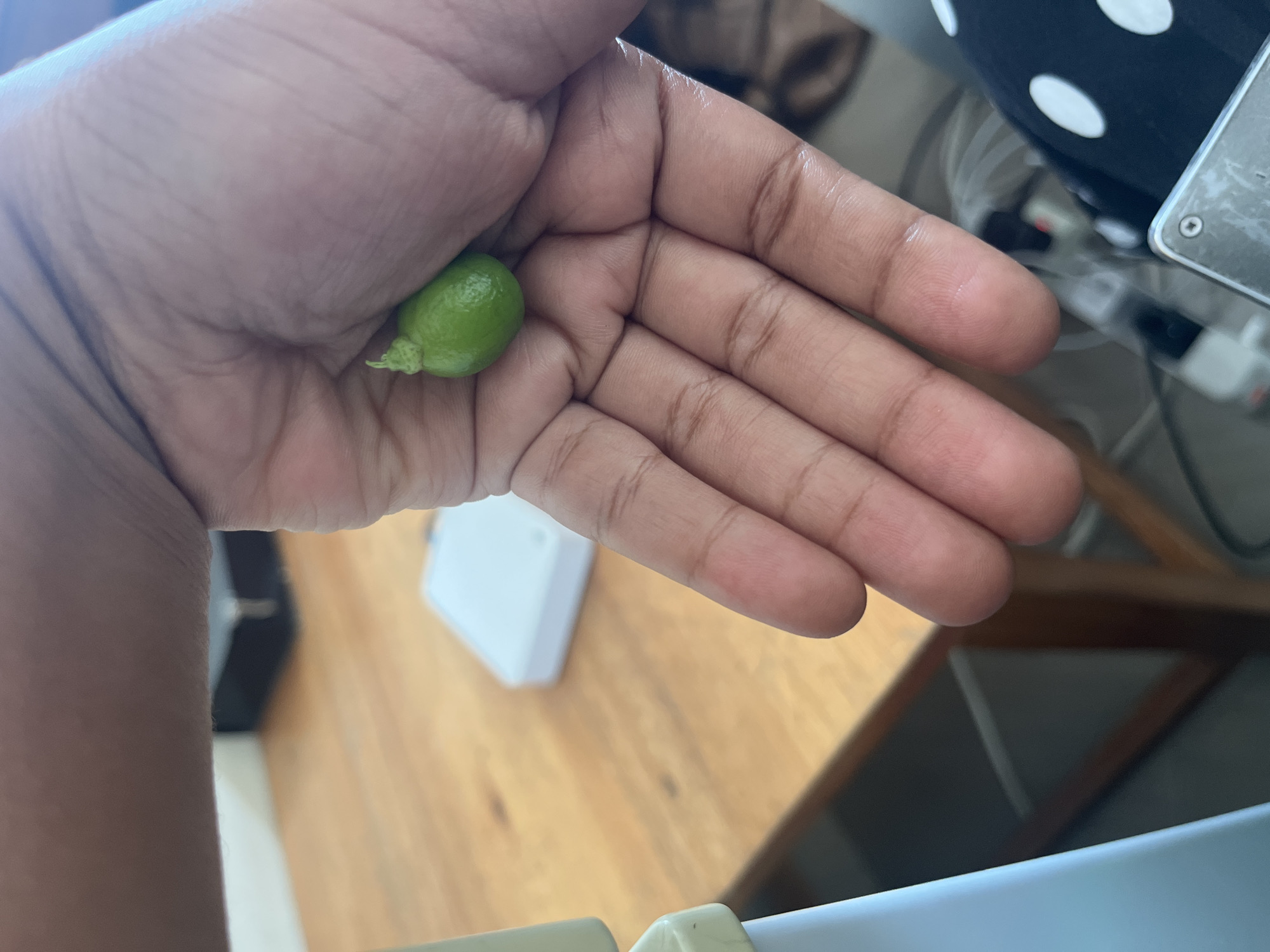 A human hand is holding a small, green fruit, possibly a lime. The background includes a wooden table, a white electronic device (possibly a router or small modem), and a glimpse of a chair or other furniture. The location is not discernible based on the provided image. Without additional context, it is impossible to determine if the scene is located in Dar es-Salaam, Tanzania, or anywhere else.