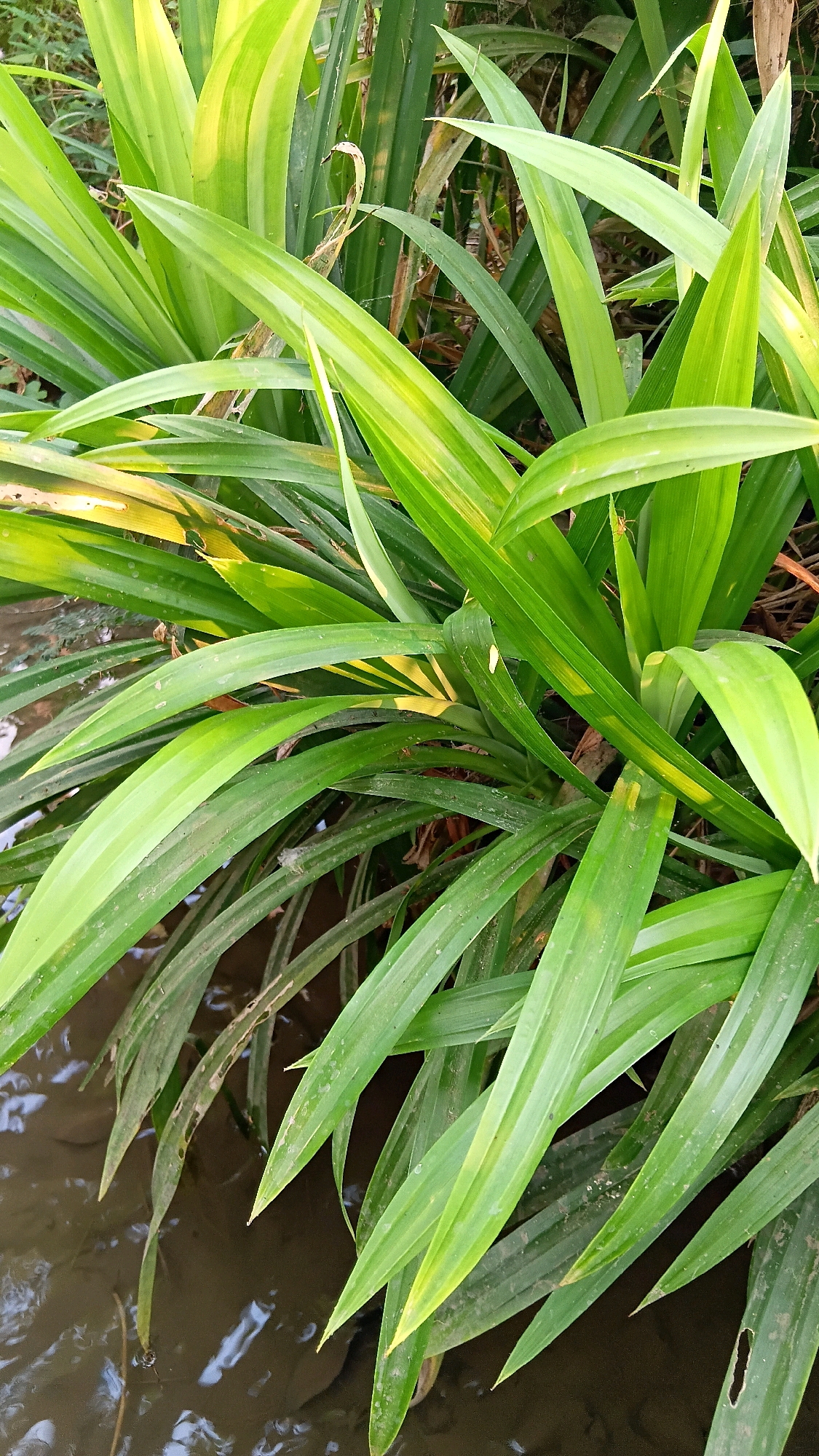 In Slambur, Indonesia, a close-up, eye-level shot captures a dense cluster of vibrant green pandan leaves. The leaves, long and blade-like, fan out from the center, some exhibiting streaks of yellow, suggesting partial sunlight or variegation. They arch gracefully, with some reaching towards a dark, murky body of water visible at the bottom of the frame. The water's surface is slightly rippled, reflecting the surrounding foliage. A few thin, dry brown leaves and some sparse spiderwebs are discernible amongst the lush green. The overall impression is one of lush, natural growth, possibly at the edge of a waterway or in a damp, shaded area. No people or animals are visible in the scene.