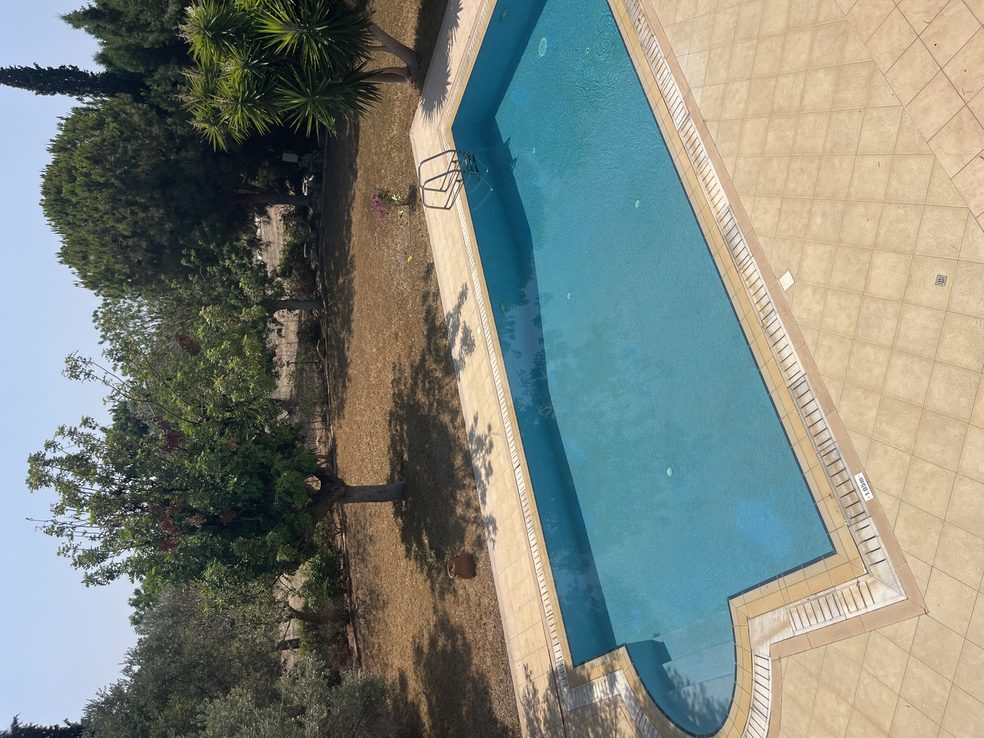 An aerial, high-angle, medium shot captures a rectangular swimming pool filled with clear blue water, situated in a dry, sunlit yard. The pool is bordered by a light tan tiled deck. A silver metal ladder with two steps is positioned at the far end of the pool. The yard is predominantly covered in dry, light brown grass, with several trees of varying sizes scattered throughout. One large tree with a thick trunk and leafy green canopy stands prominently in the middle ground. Another large evergreen tree with a dense, rounded crown is visible on the right side of the frame, accompanied by a spiky, palm-like plant. The background consists of a line of trees and vegetation under a clear, pale blue sky. A small, pink flowering plant is visible near the pool's edge. The overall scene suggests a warm, dry climate, likely in a Mediterranean setting. The location is identified as Aphrodite Hills, Cyprus.