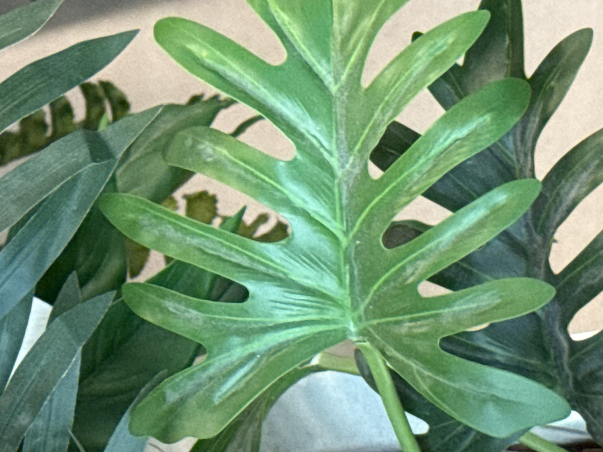 The image shows a close-up of lush green leaves, likely from a tropical plant such as a philodendron or monstera. The leaves are large and have a distinctive lobed shape with deep cuts. The foreground leaf is a vibrant emerald green with lighter green veins running through it. It is slightly curled and appears to be illuminated from above, casting shadows on itself and the leaves behind. In the background, other darker green leaves are visible, creating a layered effect. The overall impression is one of dense foliage. There is no indication of a specific location in the city of Ob, Russia, within the image itself. The background suggests a neutral, perhaps indoor setting, possibly a home or a greenhouse, given the focus on the plants.