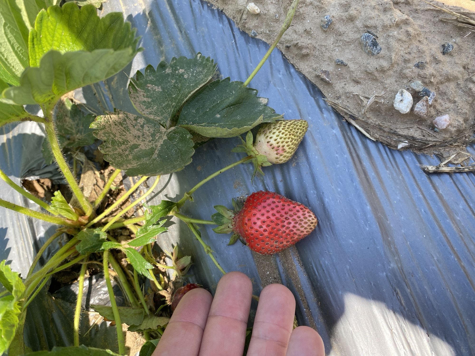 A high-angle, close-up photograph depicts an outdoor agricultural scene in Belo Pole, Bulgaria, focusing on a strawberry plant. A light-skinned human hand, with fingers and part of the palm visible on the left, is positioned near a ripe strawberry. The ripe strawberry, predominantly red with visible achenes (seeds) and a green calyx, is attached to a thin green stem. To its right, an unripe, pale green and yellowish strawberry, also with visible achenes and a green calyx, hangs from another stem. Both strawberries originate from a central strawberry plant, characterized by green leaves and stems, some of which appear dusty. The ground beneath the plant and fruits is largely covered by a dark, possibly blue or black, plastic mulch sheet, which exhibits minor creases and surface dust. To the lower right, the plastic terminates, revealing a patch of dry, light brown soil containing several small, irregular stones and fragments of dried plant matter. Sunlight illuminates the scene, casting shadows, indicating an outdoor, daytime setting.