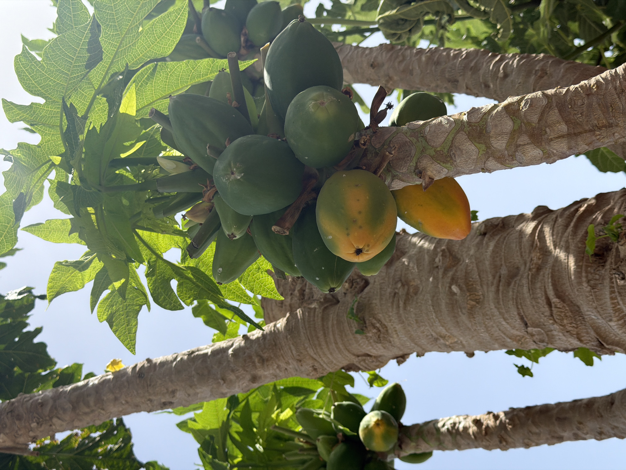 This media file shows a low-angle shot of papaya fruits growing on a tree. The scene is set outdoors, with a clear blue sky visible in the background, suggesting fair weather. The time of day appears to be daytime, likely morning or afternoon, given the bright sunlight illuminating the scene.
The primary subjects are the green and partially yellow papayas, clustered together and hanging from the branches of the tree. The papayas vary in size and stage of ripeness, with some being a vibrant green and others showing hints of yellow and orange. The tree itself is prominent, with its rough, textured bark and large, distinctively shaped leaves. The branches are thick and sturdy, supporting the weight of the developing fruits.
No people are visible in the media file, nor is there any discernible text. The focus is entirely on the natural elements of the papaya tree and its fruit. The image captures a sense of natural abundance and the ripening process of the fruit. The composition, with the camera looking upwards into the branches, creates an immersive perspective of being amongst the growing papayas.