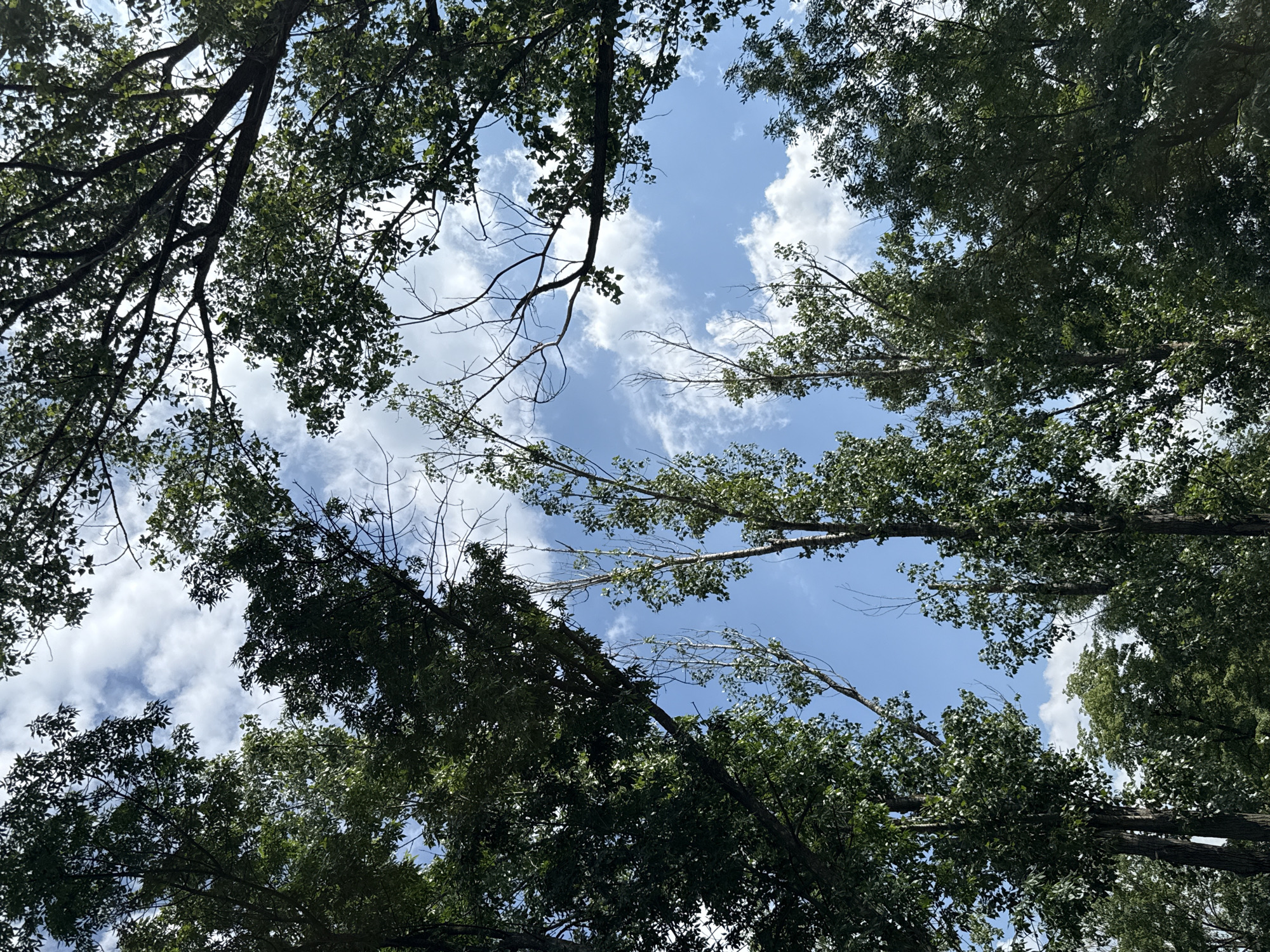 An upward-looking photograph captures a vibrant blue sky interspersed with scattered white cumulus clouds, framed by the dense canopy of tall trees. The perspective is from directly below the tree line, showing the sky as an opening through the overhead foliage. Dark green leaves, some appearing almost black in shadow, dominate the edges of the frame, with sunlight filtering through in various places, highlighting the intricate network of branches and twigs. Several tree trunks and larger branches are visible, stretching upwards towards the light. Some of the thinner branches appear bare or sparsely covered with leaves, adding textural variety to the canopy. The scene suggests a natural, serene outdoor setting, likely a forest, park, or tree-lined area in Mirovyane, Bulgaria. The clear sky and bright conditions indicate it is daytime with pleasant weather. No people, animals, or man-made structures are visible, and there is no discernible text.