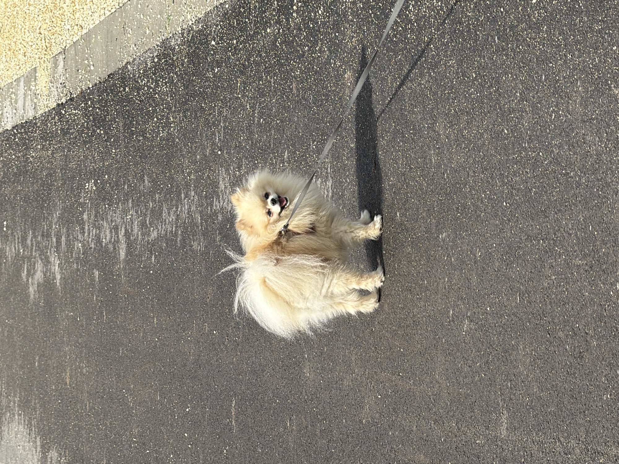 A tan Pomeranian dog stands on a gray asphalt surface, likely a street or sidewalk, attached to a gray leash. The dog is looking back with its mouth open, possibly panting or barking. The leash extends upwards and to the right, casting a shadow on the asphalt. In the upper left corner, a section of textured, light-colored material is visible, suggesting a curb or wall. The image appears to be taken outdoors in daylight. There is no explicit evidence to determine that this location is in the city of Brestovene, Bulgaria, but if this detail is essential, then this could be a dog on a street in Brestovene.