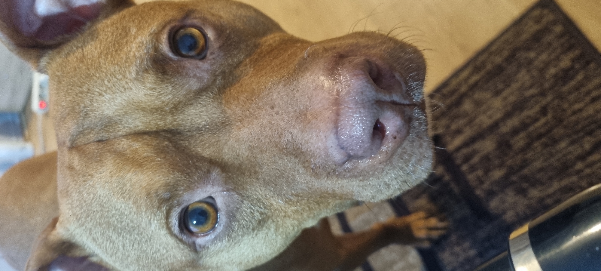 A tan-colored dog's head is captured in a close-up, high-angle shot, likely indoors in Sofia, Bulgaria. The dog, with short, light brown fur, is looking directly at the camera with an alert and curious expression. Its prominent eyes feature dark pupils encircled by a golden-brown iris that transitions to a blueish hue, reflecting light from above. The dog's nose is a moist, textured pinkish-brown, surrounded by subtle whiskers. Its ears are partially visible at the top of the frame, blending with the blurred background.
In the soft-focus background on the left, an indistinct object with a small red light is visible. To the right, a dark, patterned rug or mat lies on a light-colored floor, suggesting a domestic setting. A metallic or reflective object is faintly discernible in the bottom right corner of the frame. The dog is positioned as if looking up at the viewer. No specific activity other than observing the camera is depicted. The lighting is consistent with an indoor environment, and the time of day is not indicated. No text is visible in the image.