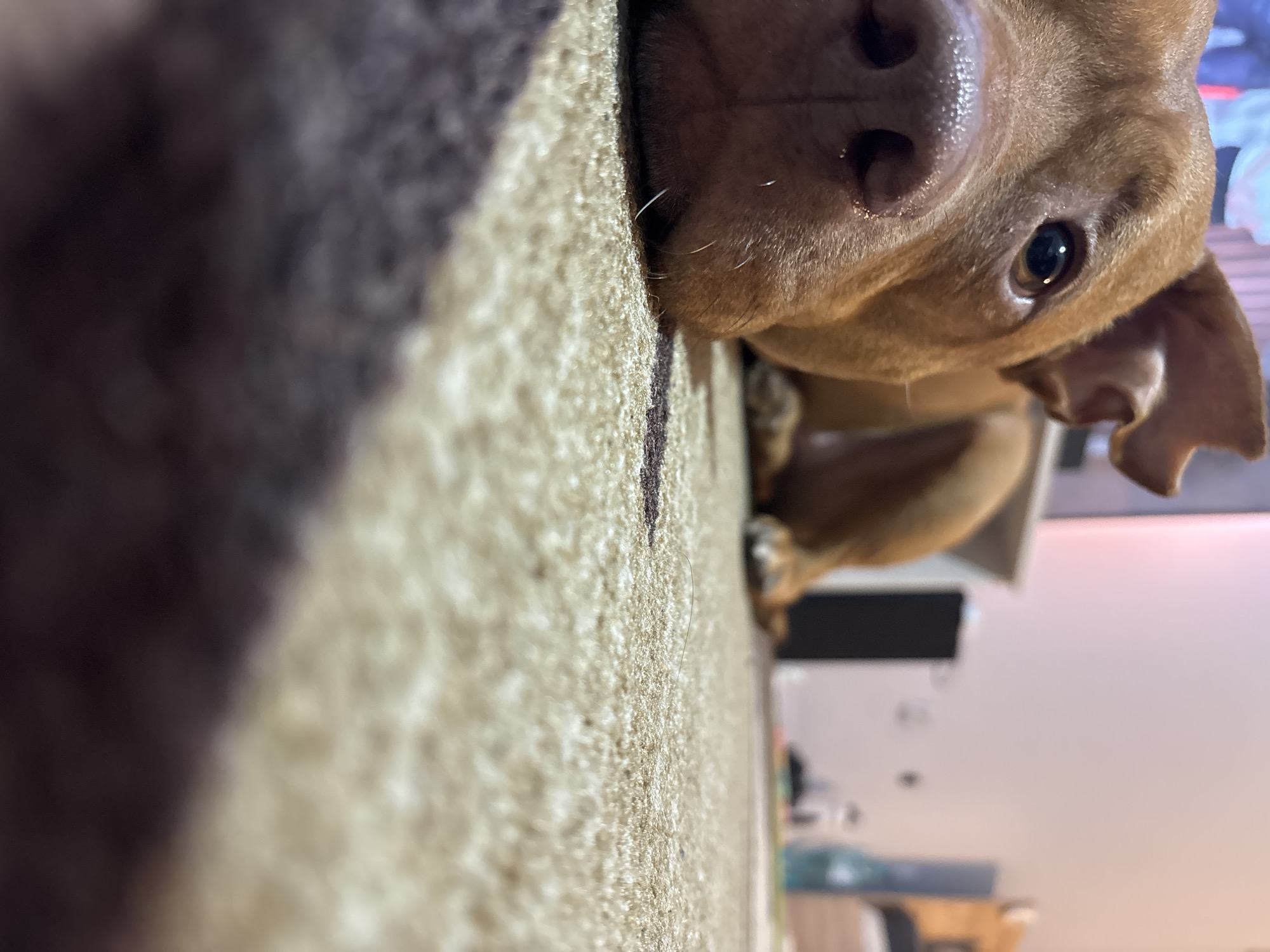 A close-up, low-angle shot features a brown dog with a dark nose and a visible eye. The dog appears to be resting its head near a textured surface, possibly a rug or carpet. The background includes blurred elements of an interior space, with a hint of furniture and a light-colored wall. No specific details indicate this image was taken in Sofia, Bulgaria. There are no people.