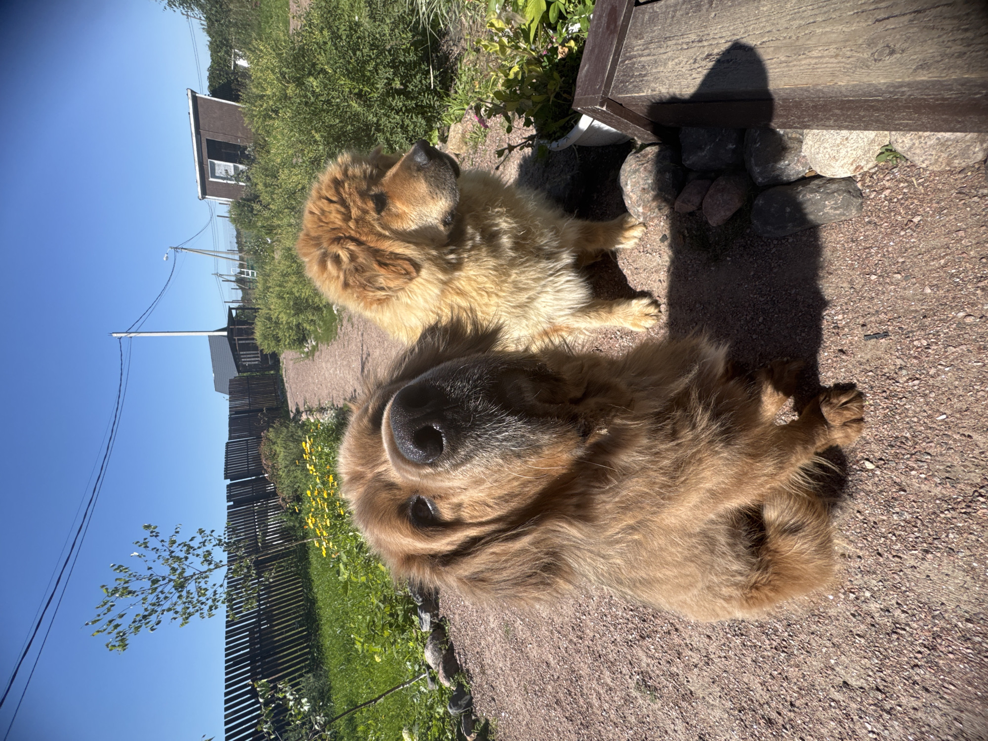 Two shaggy, medium-sized dogs are sitting on a gravel path in a rural setting. The dog in the foreground is brown and looking directly at the camera with its head tilted. The second dog, also brown and shaggier, is sitting to the right and looking away from the camera. Behind the dogs, a wooden fence runs along the edge of the path, with green grass and yellow flowers on the other side. In the background, there are several small structures, including a shed and what appears to be a house. The sky is clear and blue, indicating a sunny day. This scene is located in Kempelevo, Russia.