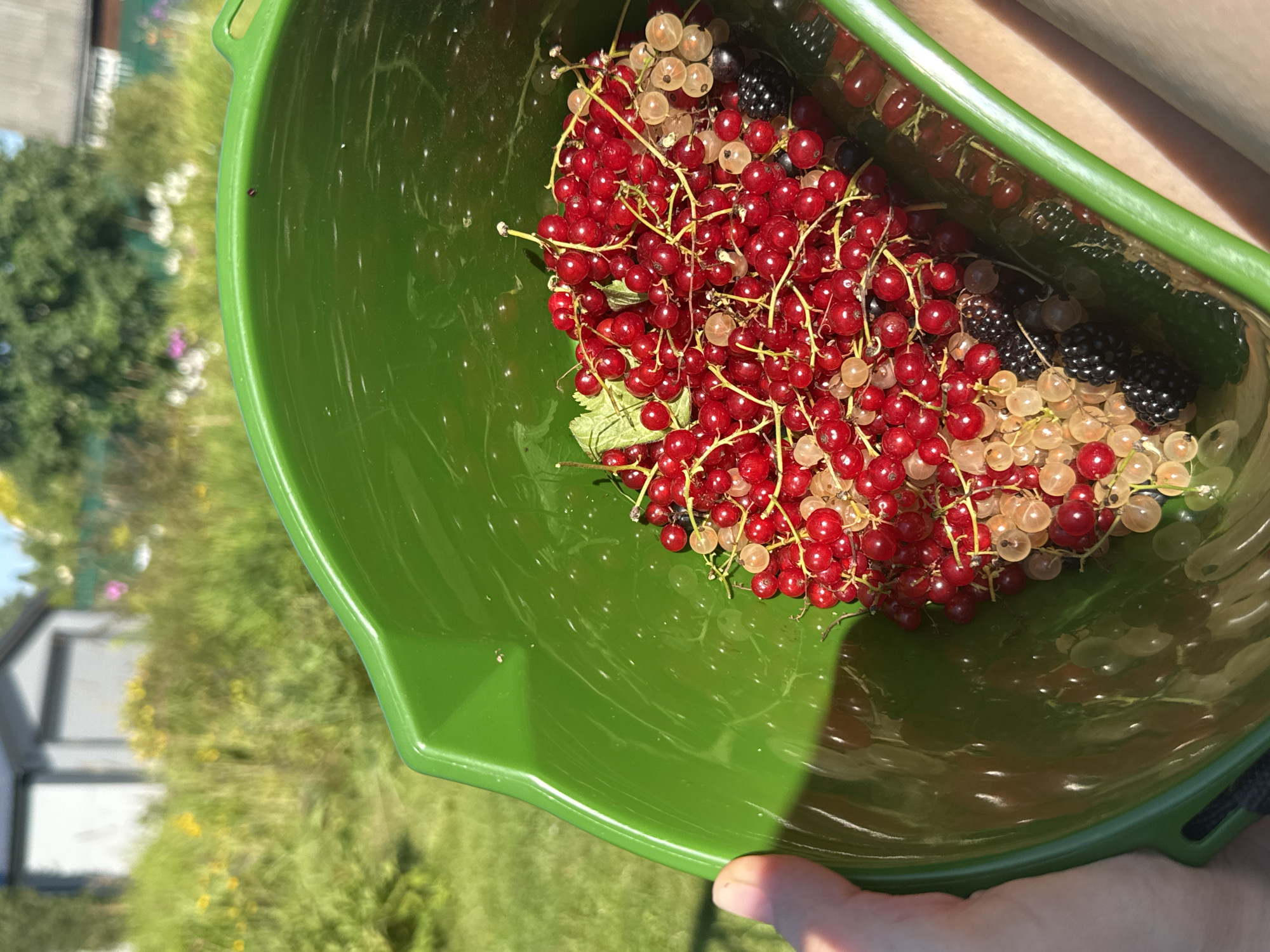 A person's hand is visible on the left, holding a bright green bucket filled with a harvest of red currants, white currants, and blackberries. The berries are clustered together, with some still attached to their stems. The bucket is partially submerged in what appears to be water, with reflections visible on the surface. In the background, a sunlit, grassy area is dotted with yellow wildflowers. A gray building with two garage doors stands in the distance, partially obscured by foliage. The overall scene suggests a rural or garden setting on a clear, sunny day.