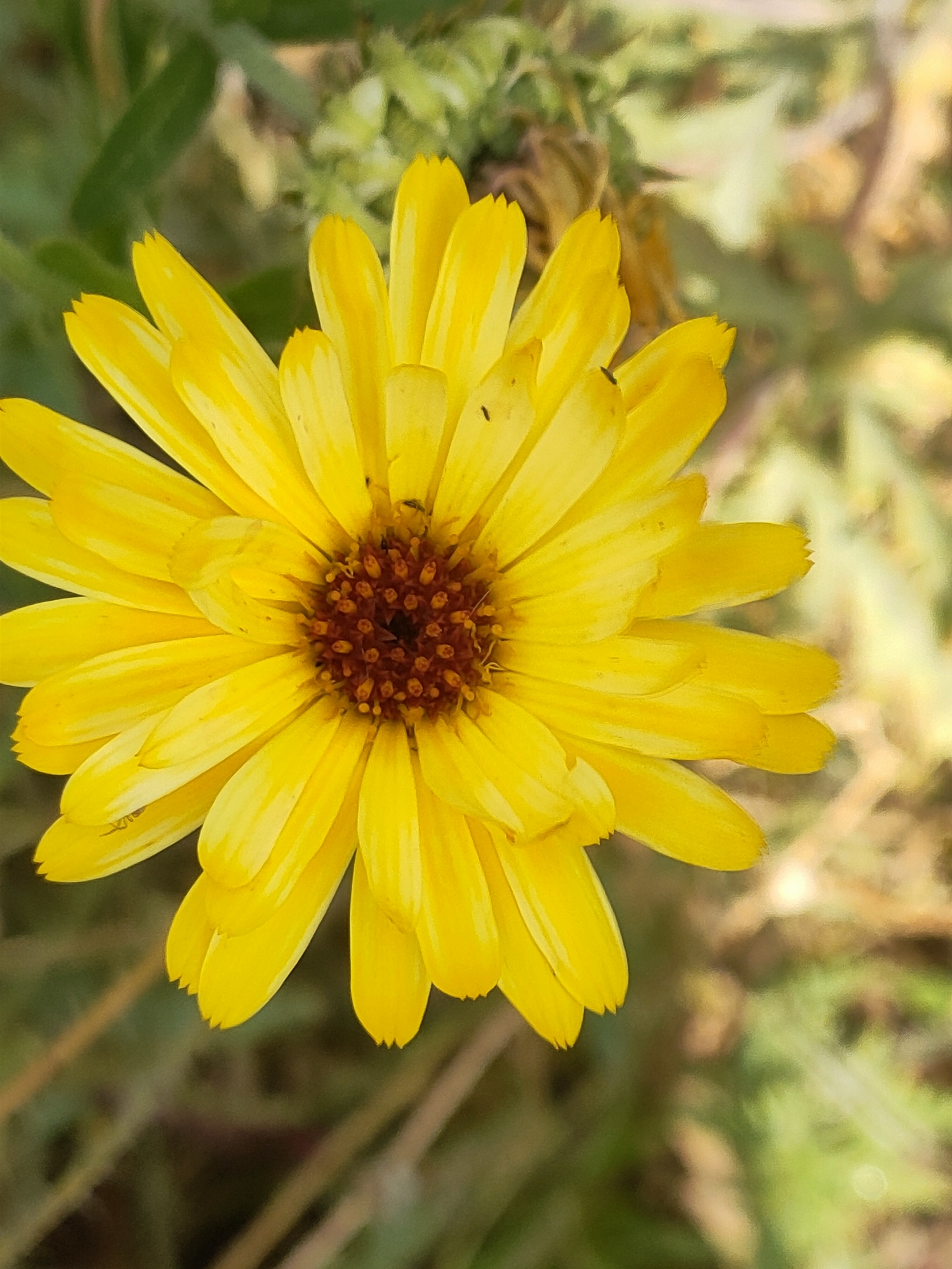 A close-up, overhead shot focuses on a vibrant yellow daisy-like flower. The flower is in full bloom, its petals radiating outwards from a dark brown, textured center. The petals are elongated and slightly pointed, with subtle striations running along their length, creating a soft, layered appearance. The background is a blurred tapestry of greens and yellows, suggesting an outdoor environment with foliage and possibly other flowers. The lighting is natural, illuminating the flower's bright color. There is no discernible location information within the image itself that would suggest Kremenchuk, Ukraine.