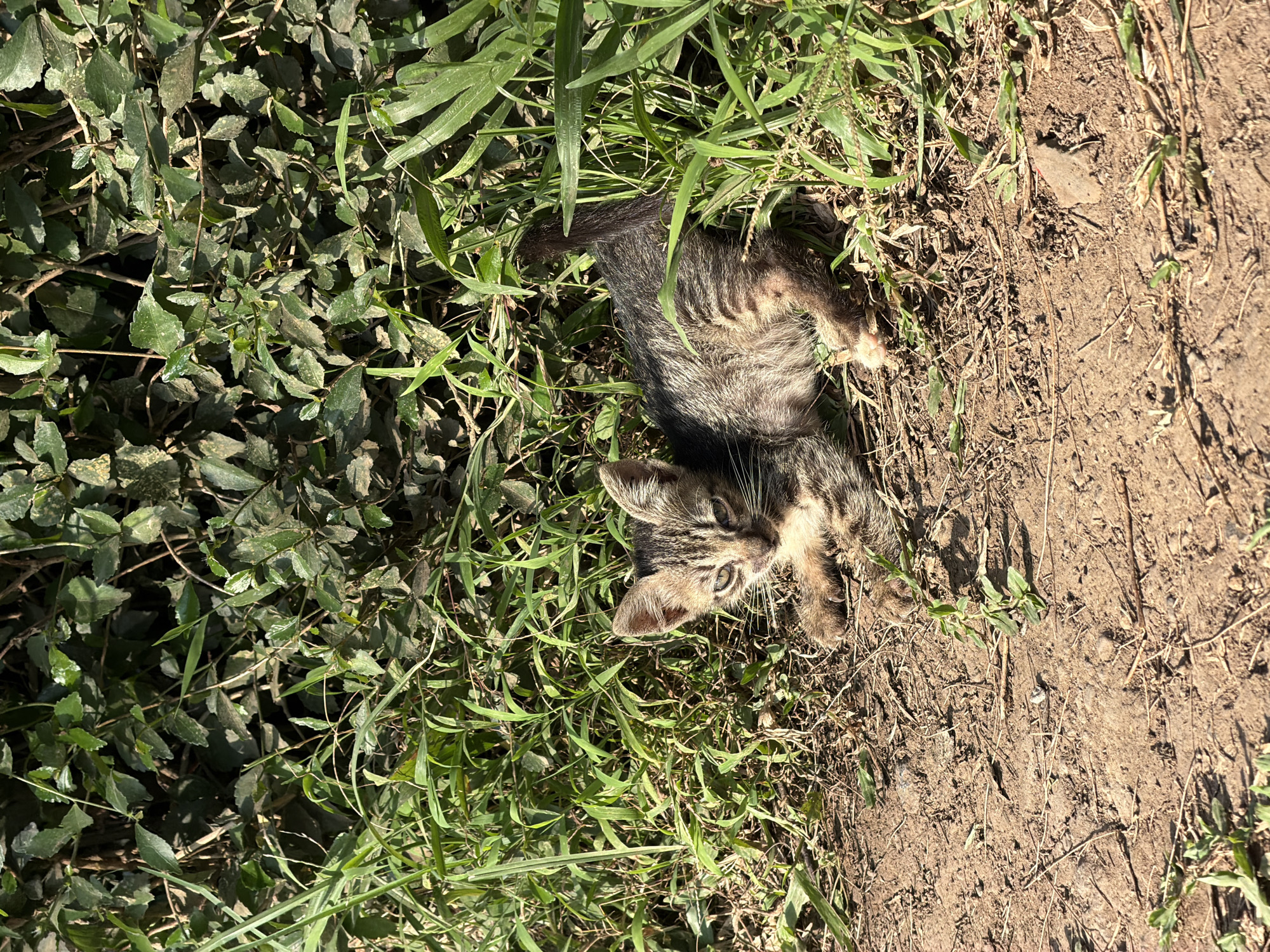 A young, tabby kitten lies on the dry, brown earth, nestled in sparse green grass and surrounded by dense green foliage. The kitten is positioned with its body mostly on its right side, facing left towards the camera. Its head is turned slightly towards the viewer, with wide, alert eyes. The kitten's tail is curled behind it, partially obscured by grass. The ground is dry and dusty with scattered dry leaves and small twigs. The background consists of a thick wall of greenery, likely bushes or trees, with sunlight dappling through the leaves. The scene appears to be outdoors in a natural setting. This is a scene of a domestic animal in an outdoor environment.