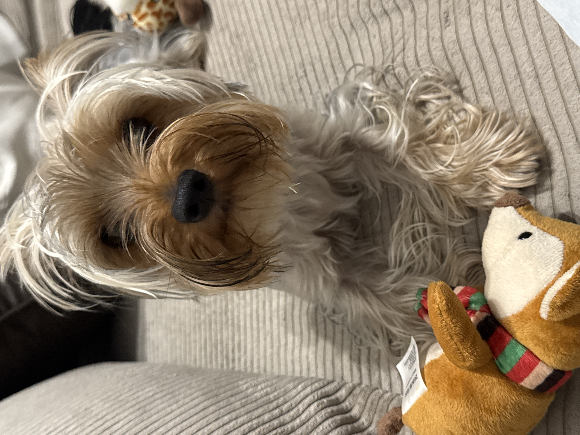 A small Yorkshire Terrier dog with long, silky fur in shades of tan and light grey/blonde is the central subject of the image. The dog is lying down on a ribbed, light beige or grey upholstered surface, likely a sofa or bed, looking directly upwards towards the camera. Its head is tilted, and its black nose is prominent.
Beside the dog, to the right, lies a plush toy resembling a fox or a reindeer. This toy is predominantly brown and white and is adorned with a striped scarf in red, green, and black. A small white tag with indistinct text hangs from the side of this plush toy. In the blurry background, to the upper left of the dog's head, another plush toy, possibly a giraffe, is partially visible.
The scene appears to be indoors, under soft, even lighting. The dog seems calm and relaxed. No specific time of day or outdoor location cues are visible.