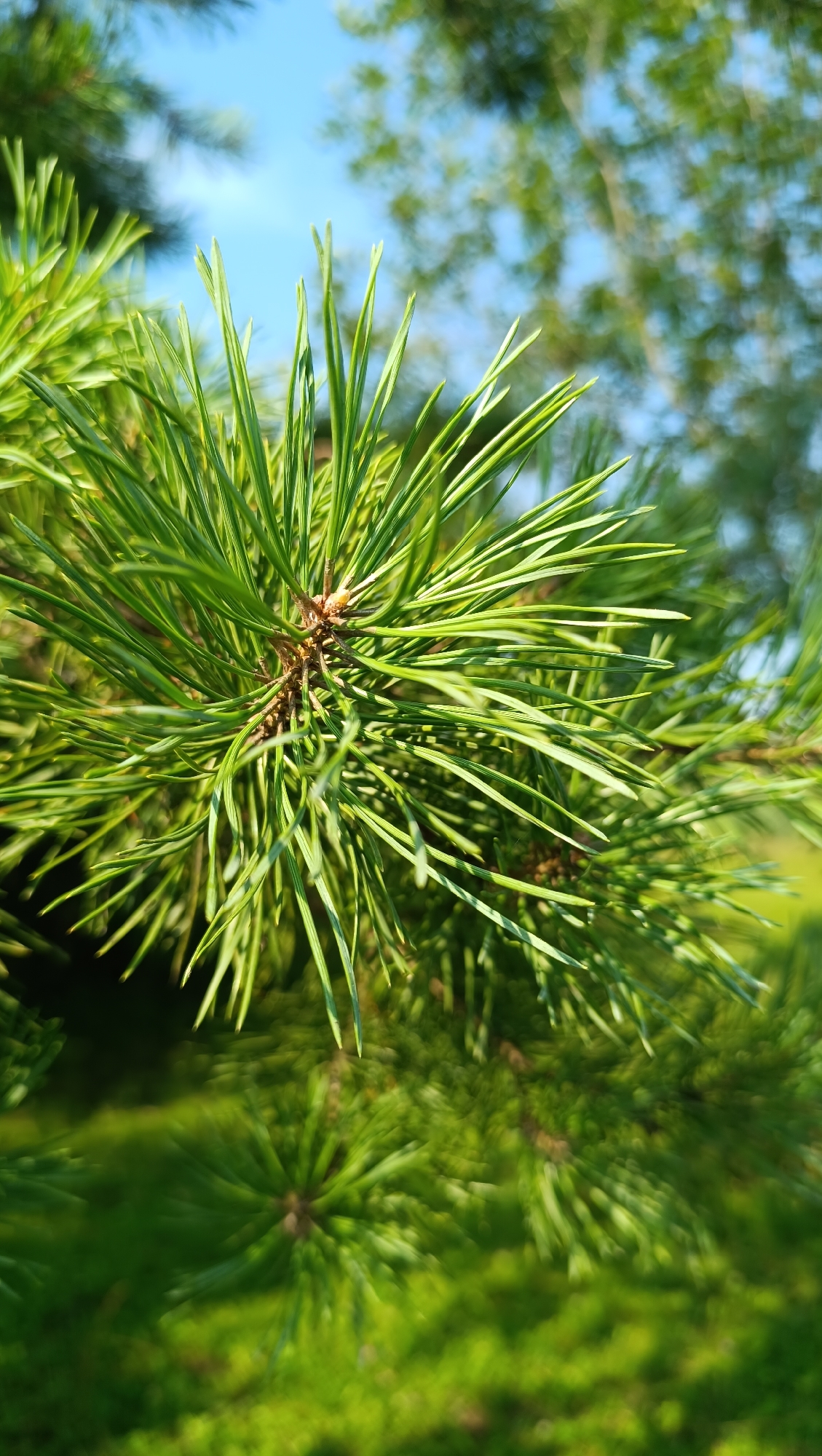 A close-up, vertical, eye-level shot focuses on a vibrant green pine branch against a soft-focus background of blue sky and foliage. The pine needles are sharp and well-defined in the foreground, with sunlight glinting off them, creating highlights and shadows. Some small, brown buds are visible at the base of the needles. The blurred background suggests a natural outdoor environment, possibly a park or a garden, with hints of tree trunks and leaves. The scene appears to be a peaceful, sunny day. There is no indication of the city of Karsha, Russia, or any people in the image.