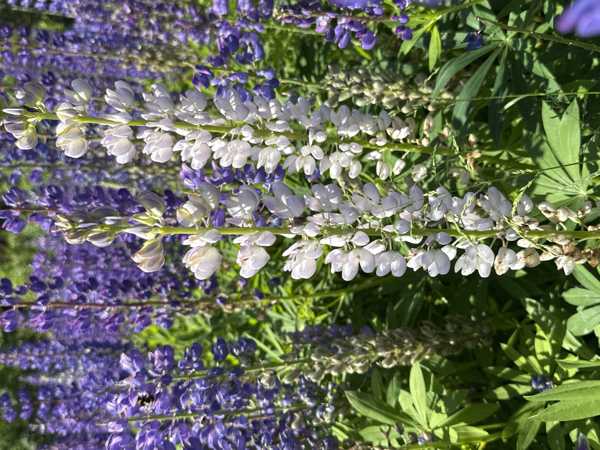 A close-up, eye-level shot captures a dense field of lupine flowers, predominantly in shades of deep purple and white, with vibrant green foliage forming the background. The focus is on the tall, spire-like blooms. In the mid-ground, a bumblebee is visible, perched on a cluster of purple lupine petals, its body slightly angled. The lighting suggests a sunny day, casting dappled shadows across the scene. The overall impression is one of natural abundance and the activity of insect pollinators within a wild floral environment. No specific location in the city of Unknown, Russia can be determined from the image alone.