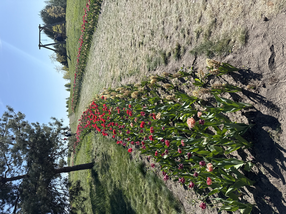 The image shows a path in a park in Kopyliv, Ukraine. The path is lined with rows of red tulips and yellow hyacinths. The path leads to a wooden swing set at the end of the path. The ground around the path is covered in dry grass and dirt. The scene appears to be taken on a sunny day. The location is determined by the coordinates: latitude 50.417, longitude 29.935. There are no people visible in the image.