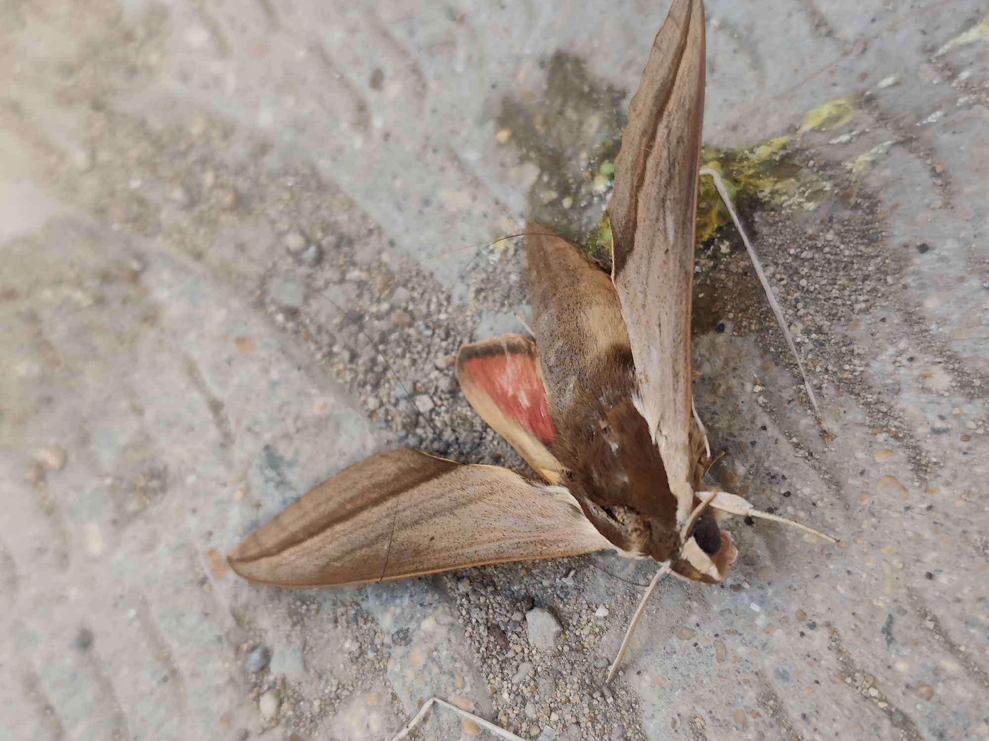 A deceased hawk moth lies on a light gray concrete surface with small pebbles and sand. The moth's wings are spread, revealing a prominent red patch on the hindwing. The forewings are a mottled brown, providing camouflage against the textured ground. Some green and yellow organic matter is present on the concrete near the moth. The lighting suggests an outdoor, possibly urban, environment.
